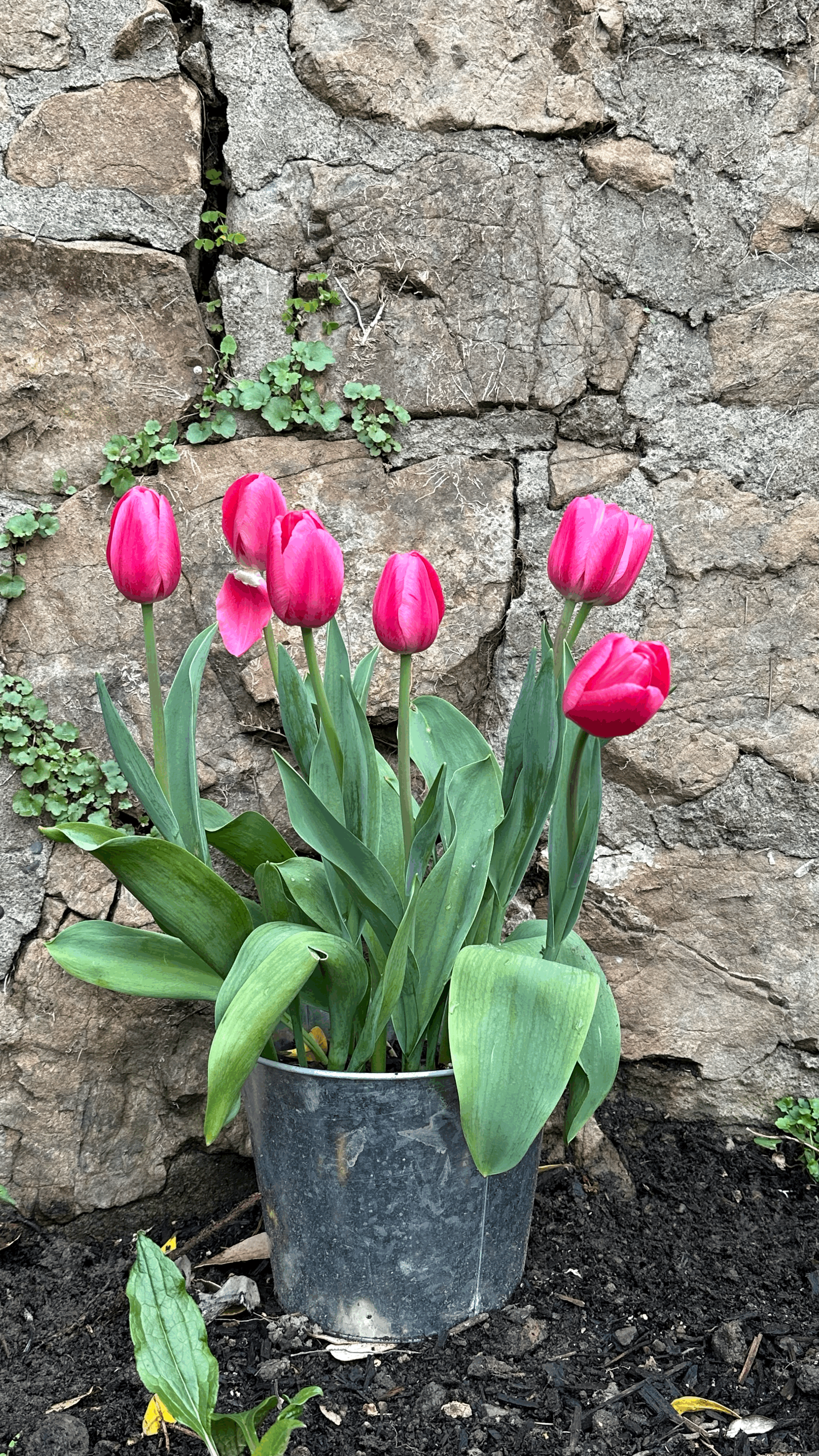 The Tulip Bucket