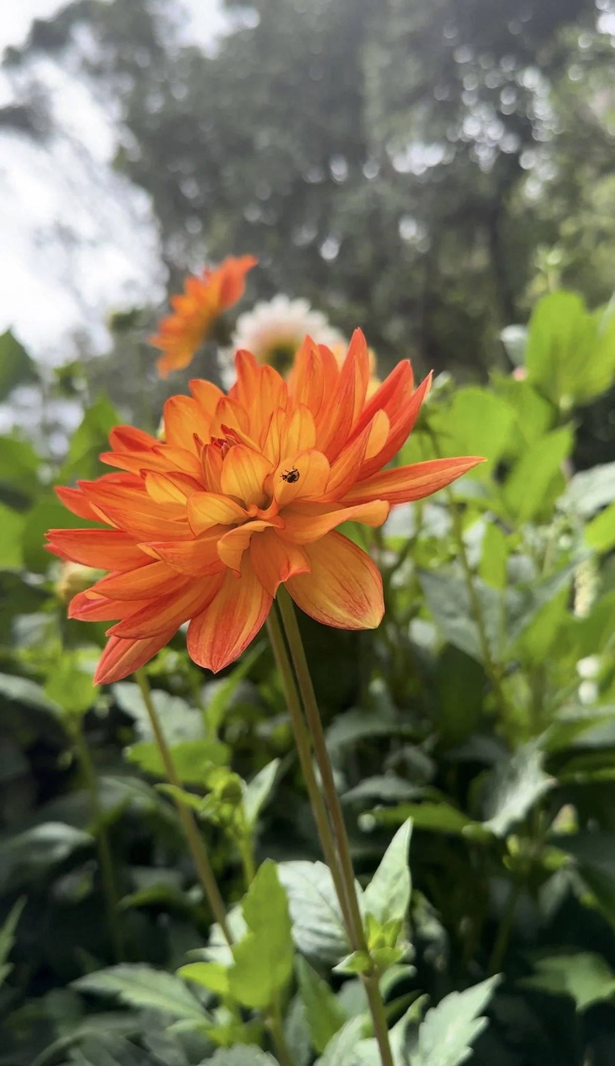 Dahlia "Karma Fiesta"