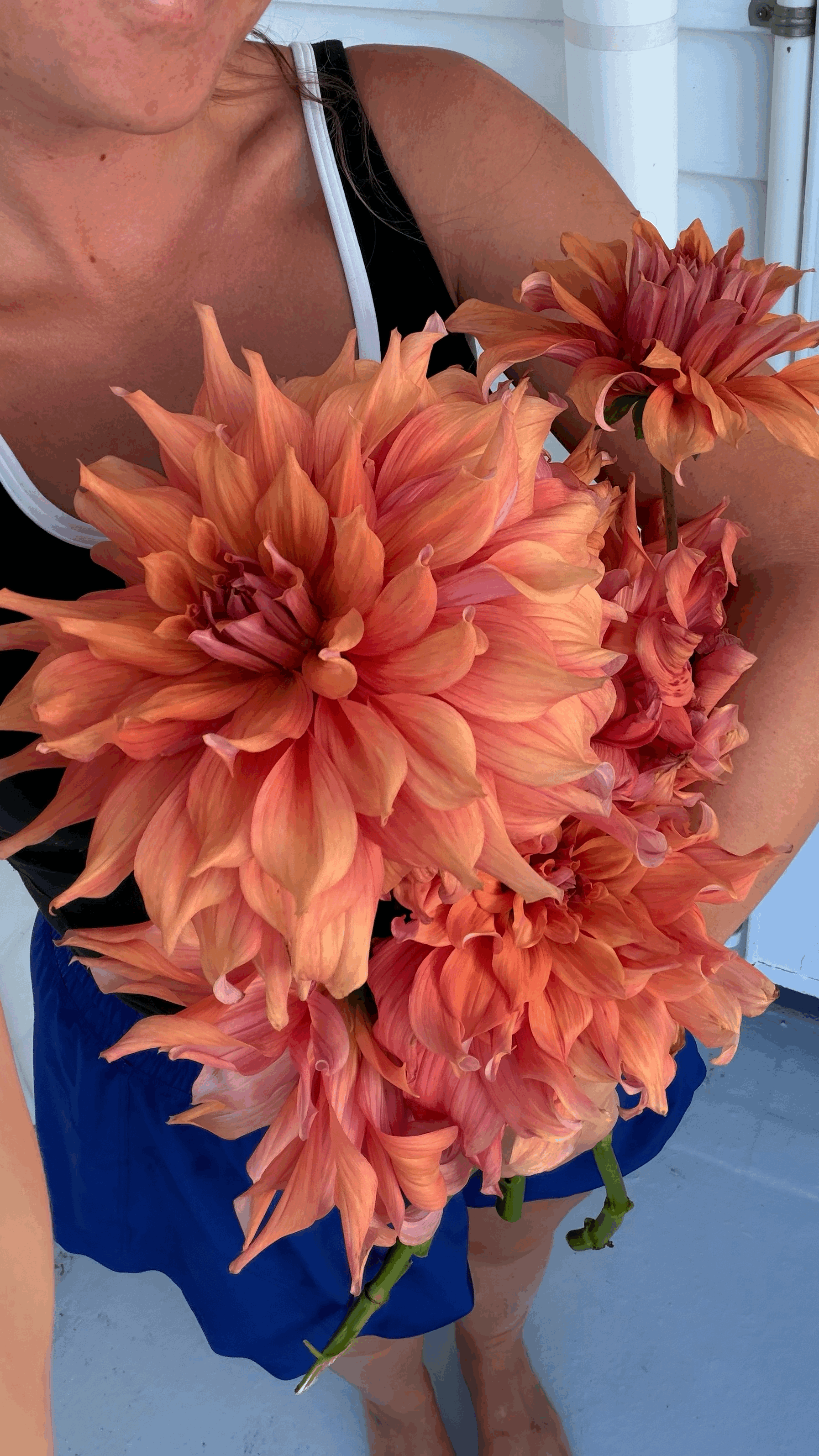 Dahlia "Belle of Barmera"