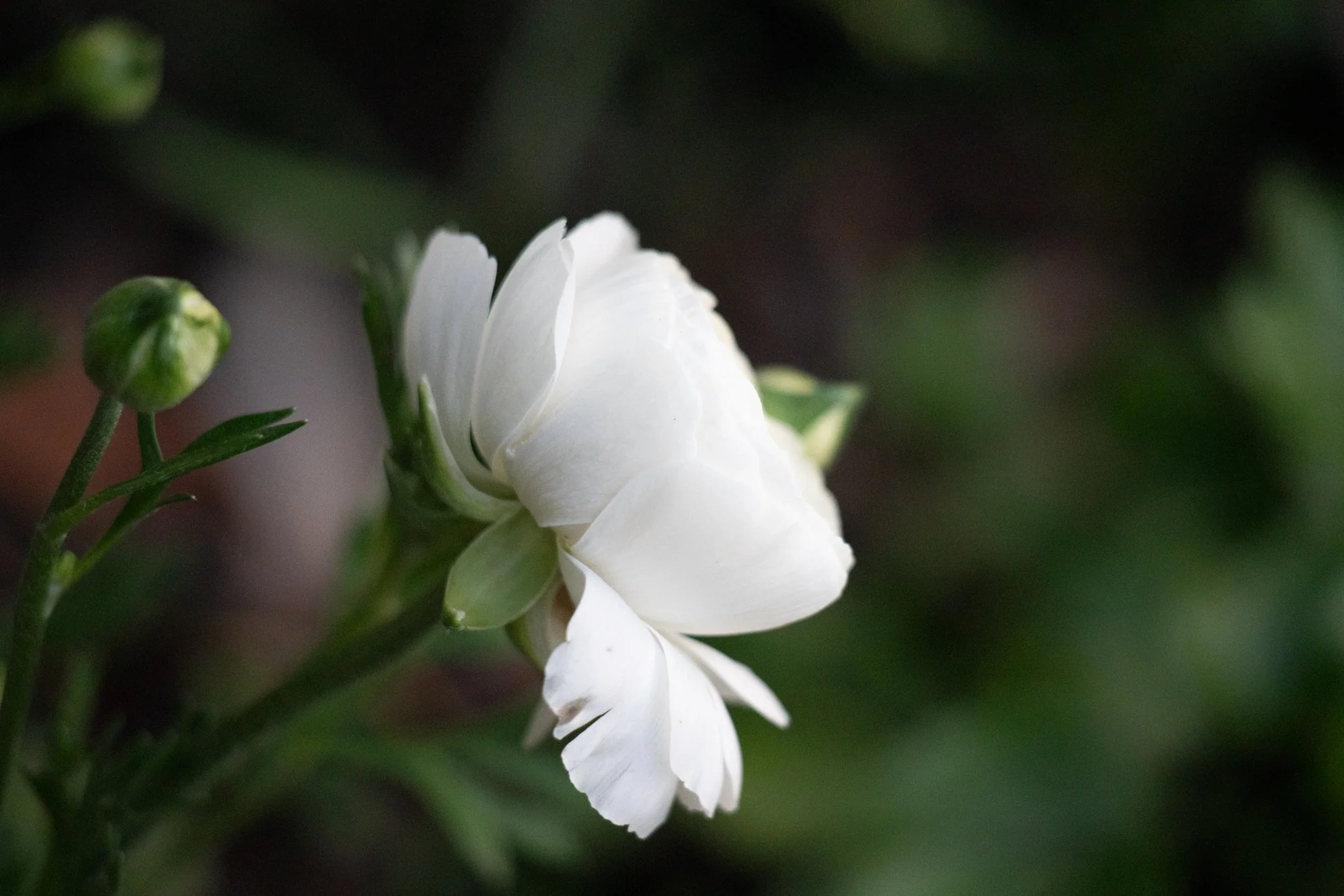 Close-up of a white flower with green buds and leaves, blurred green background.