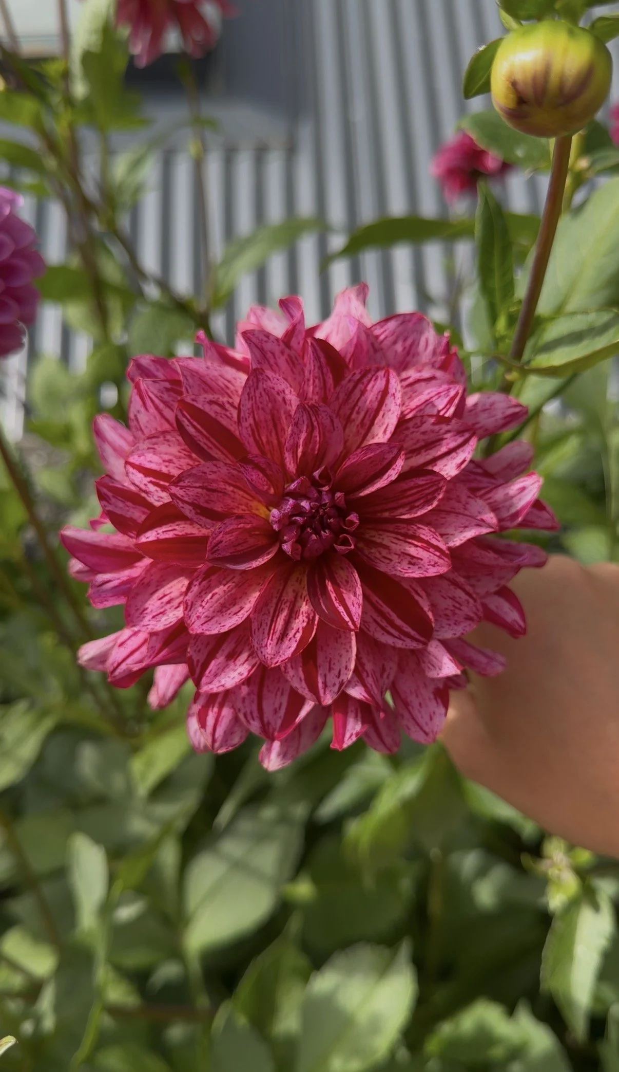 Dahlia "Mingus Toni"