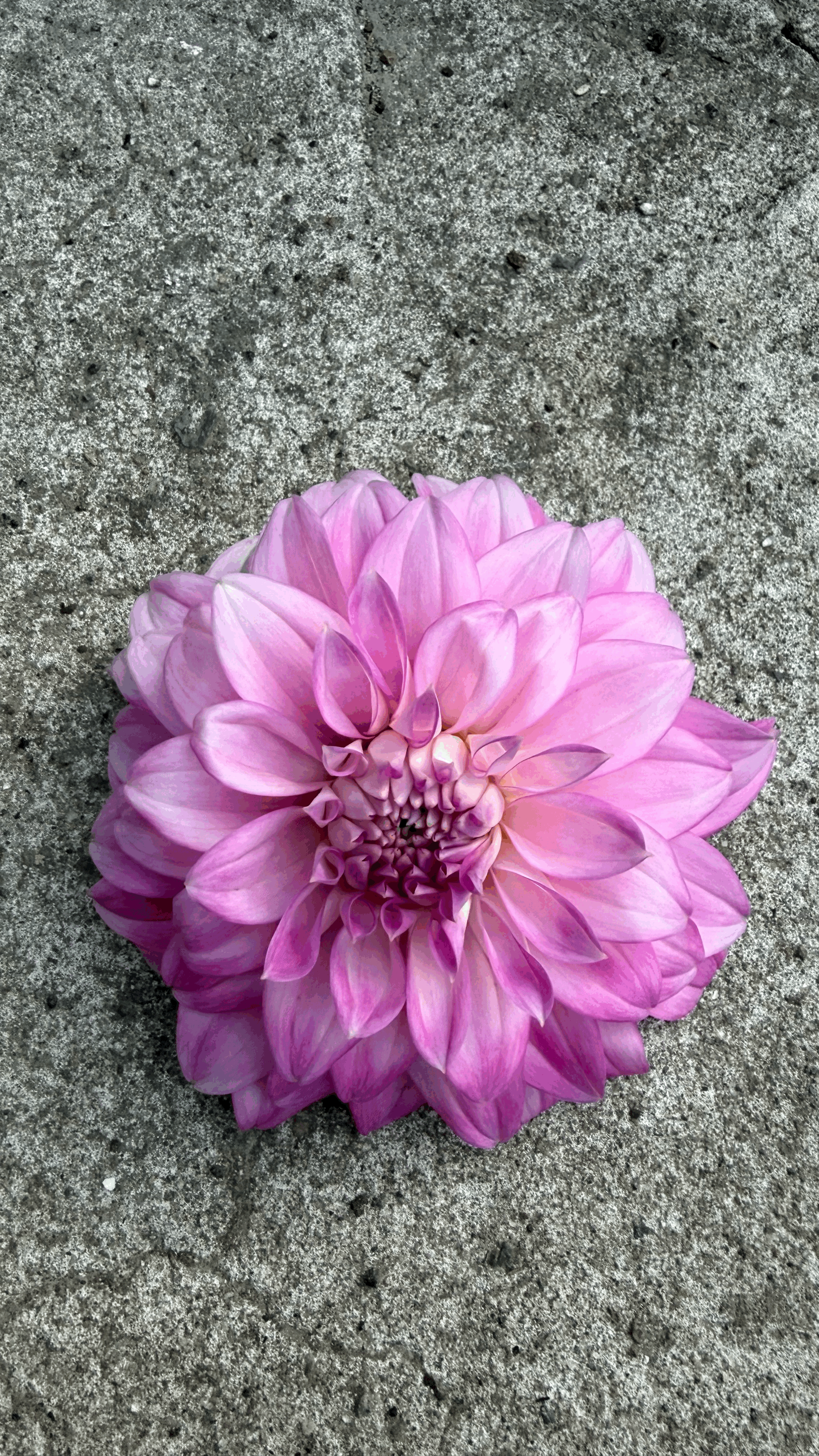 tempImageWIL1RI.gif