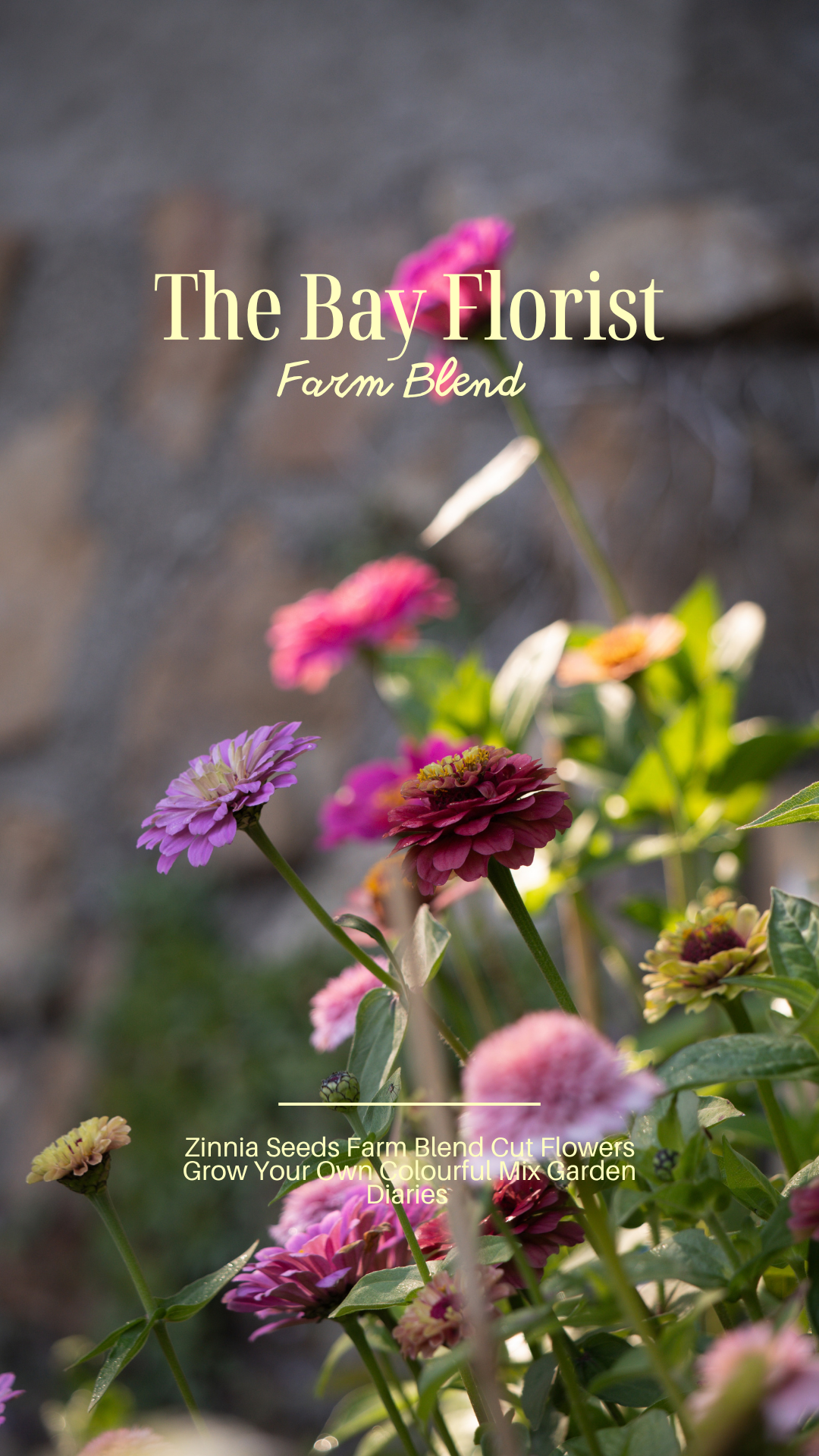 Zinnia Seeds (Mixed)