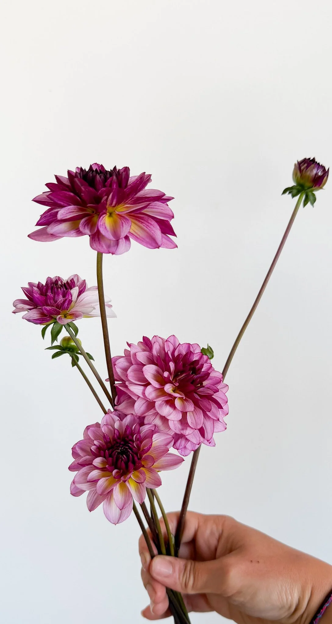 Dahlia "Muchacha"