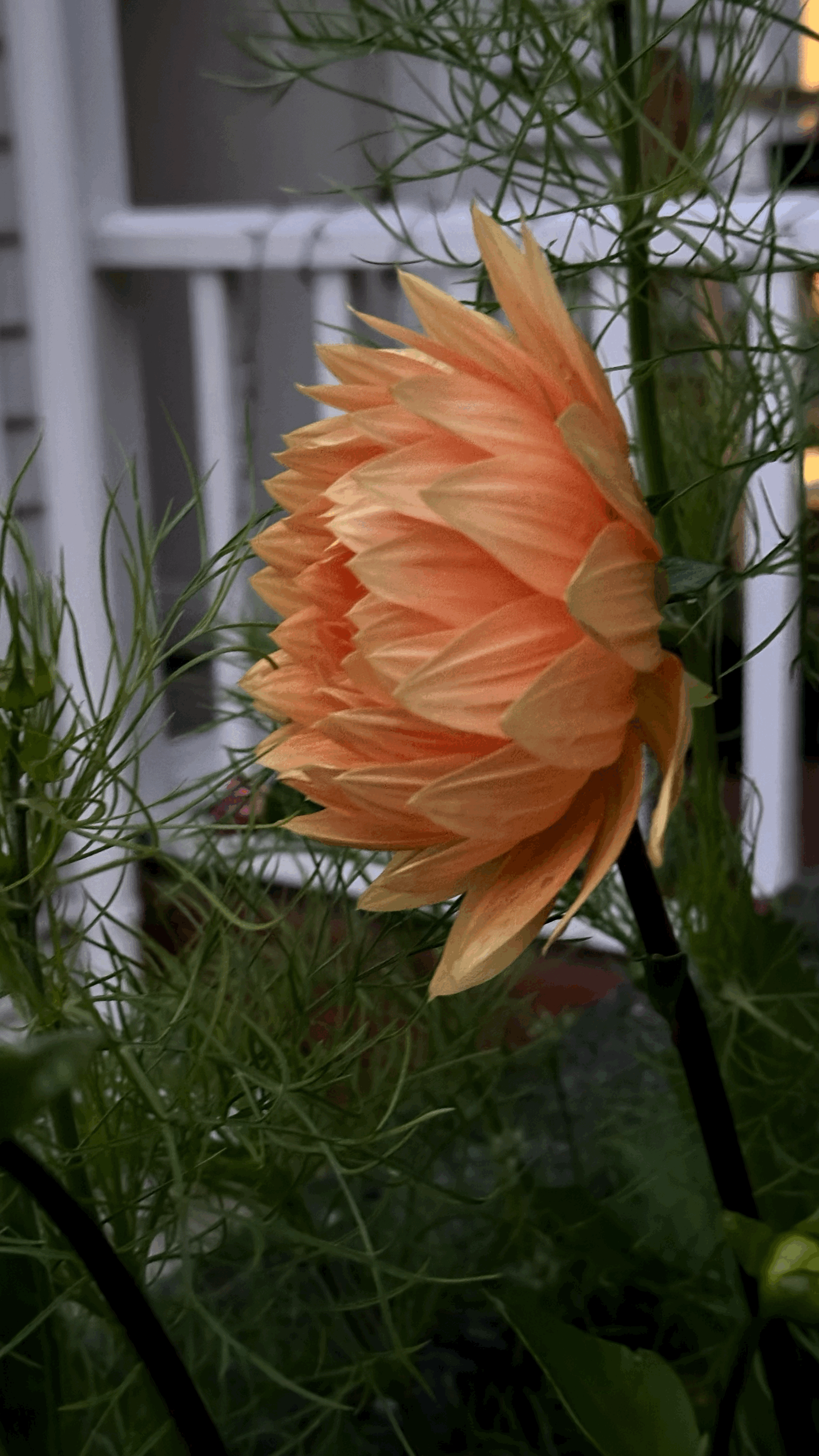 tempImageKUYrib.gif