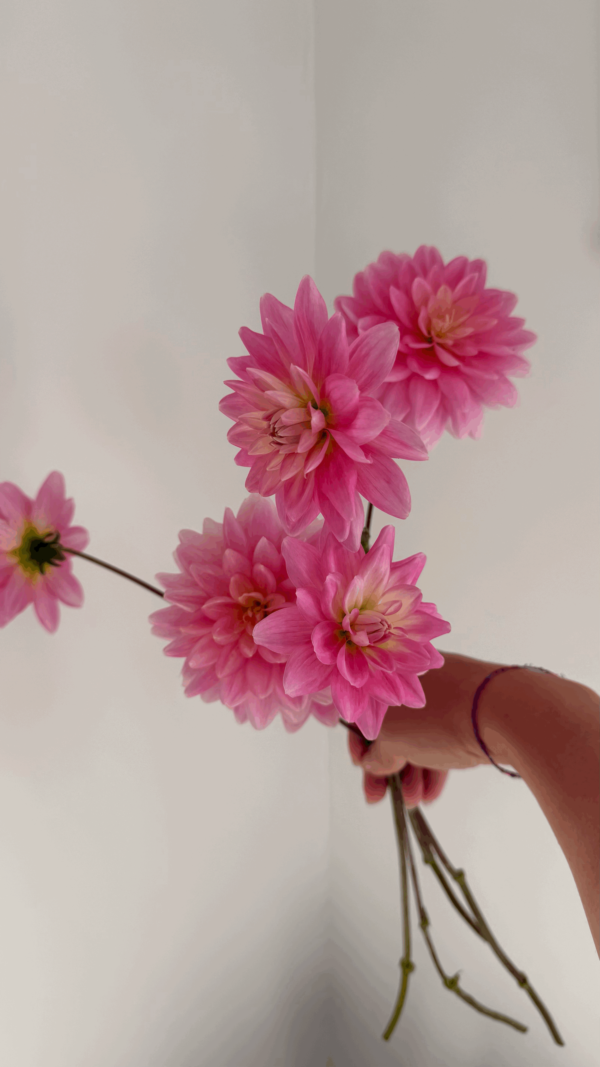 Dahlia "Gerrie Hoek"