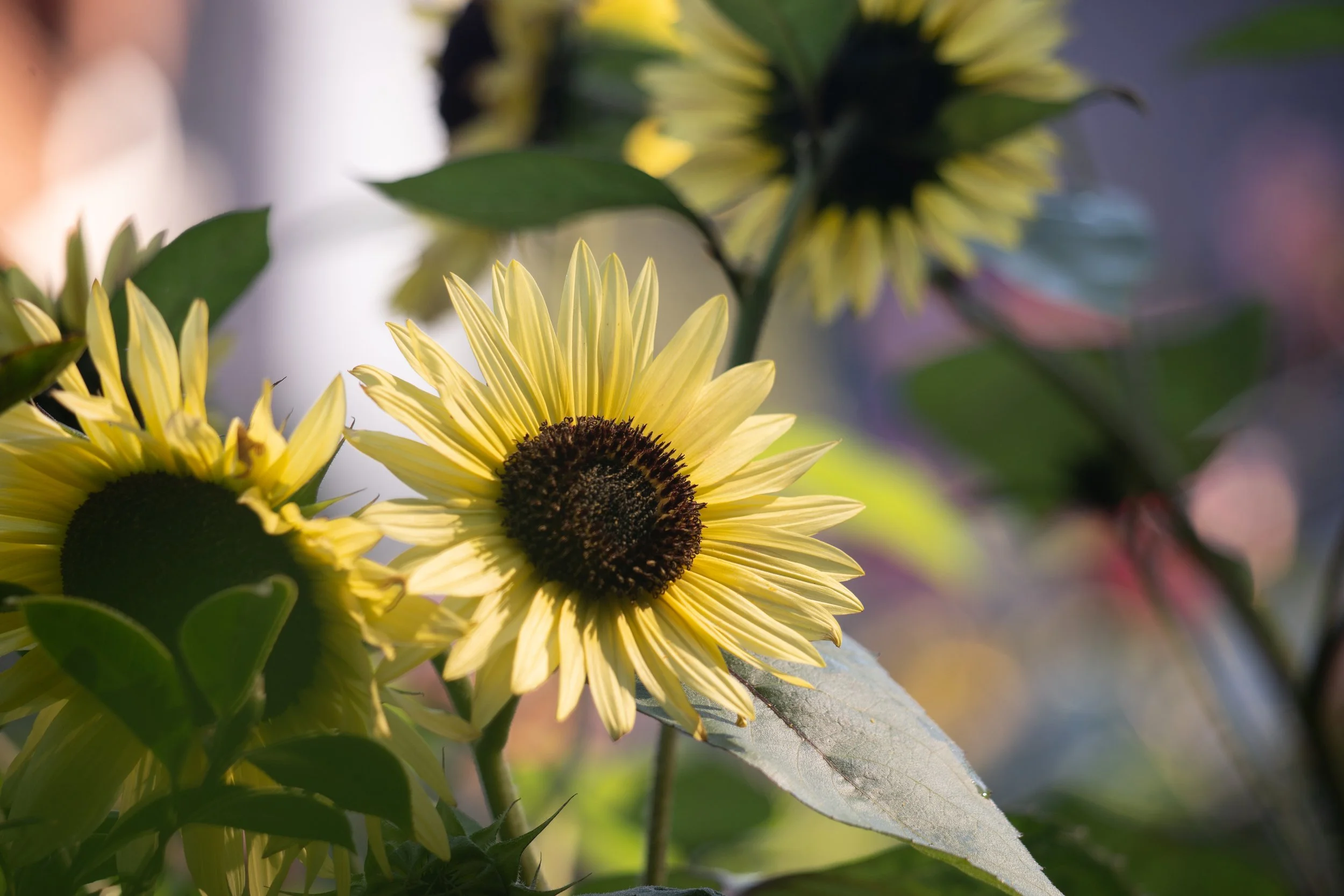 Sunflower Seeds "Autumn Beauty"