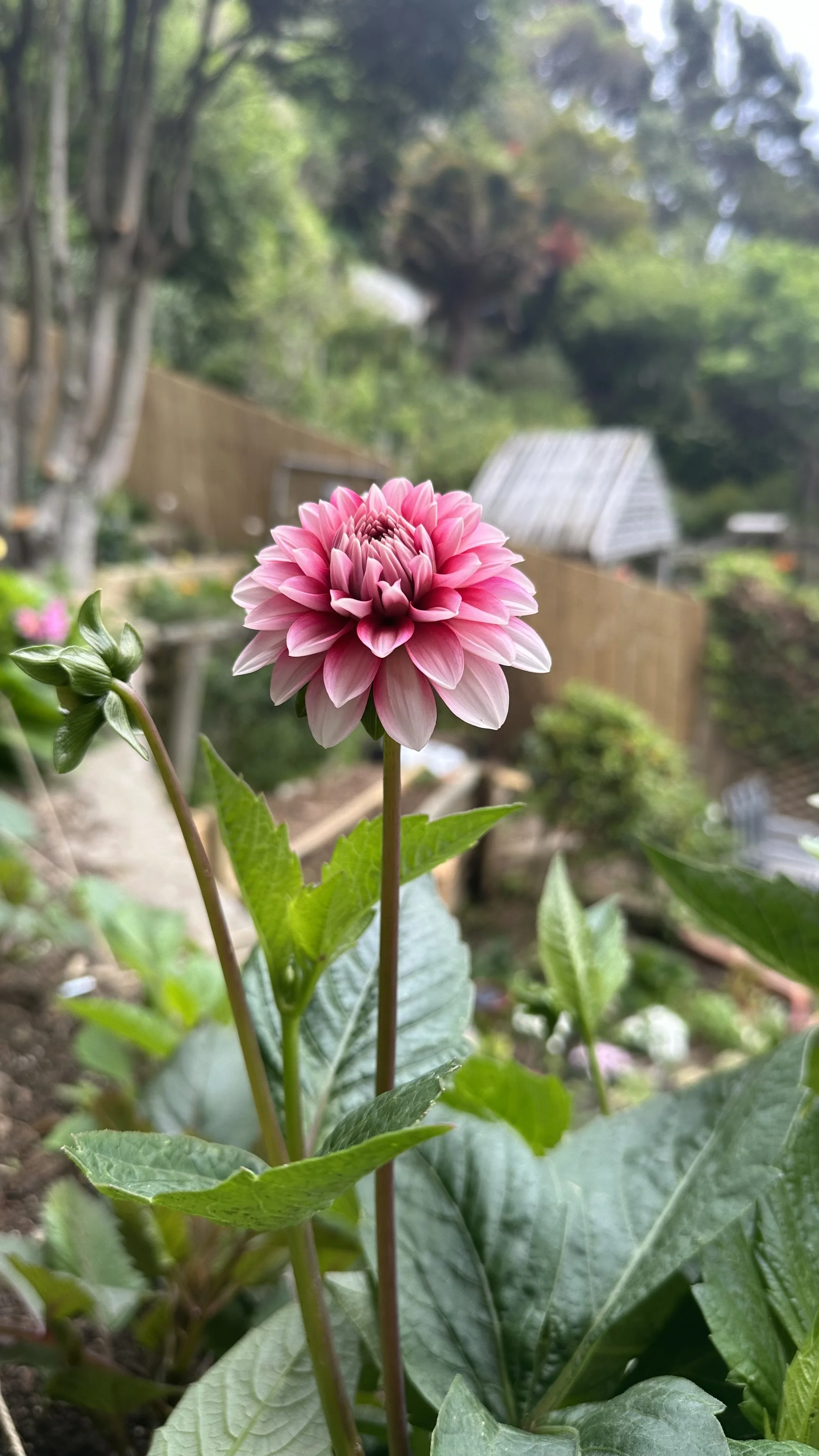 Pink dahlia flower in a garden with green leaves and blurred background of trees, fences, and garden structures.