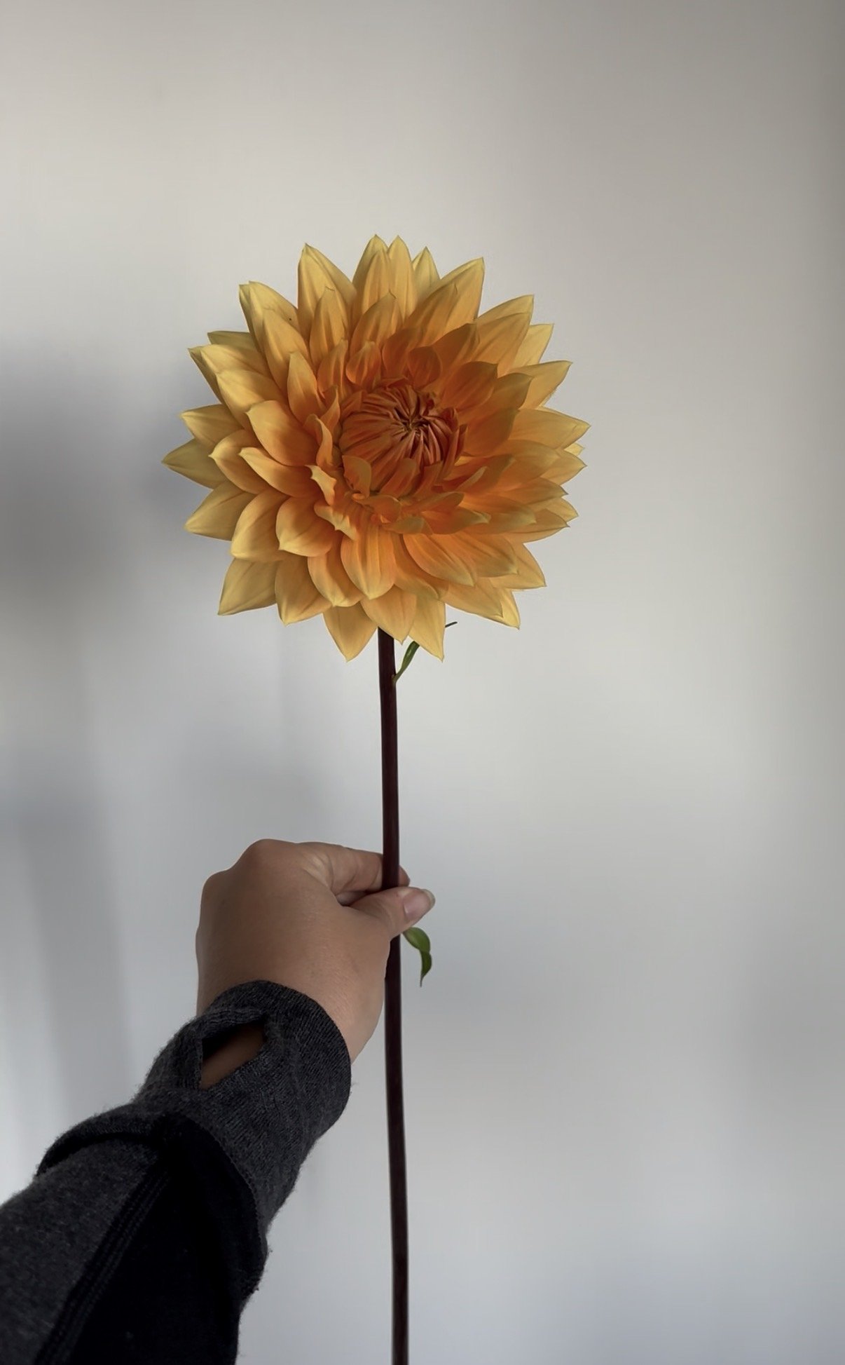 Dahlia "Noordwijk's Glorie"
