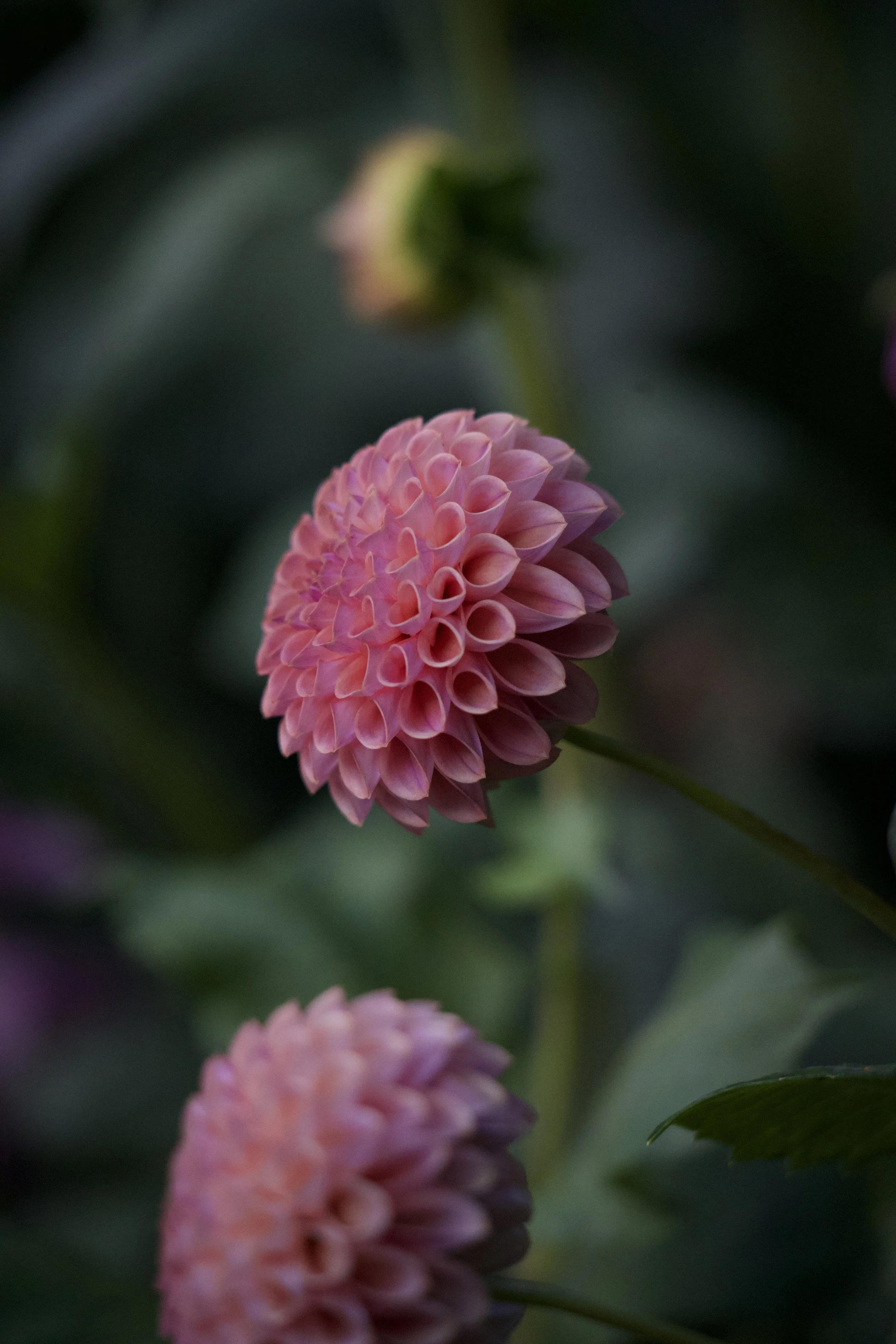 Dahlia "Caitlin's Joy"