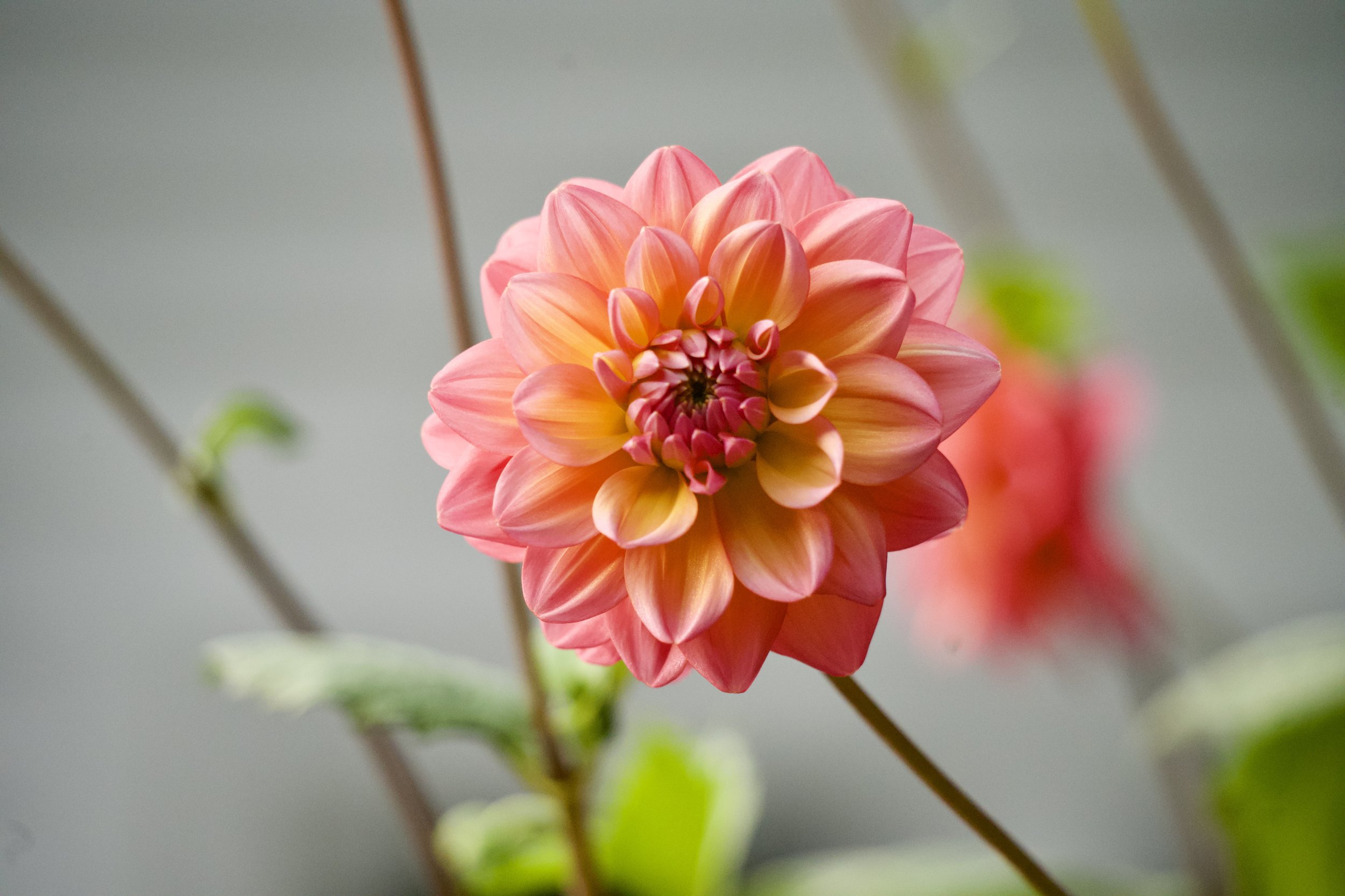 Dahlia "Great Silence"