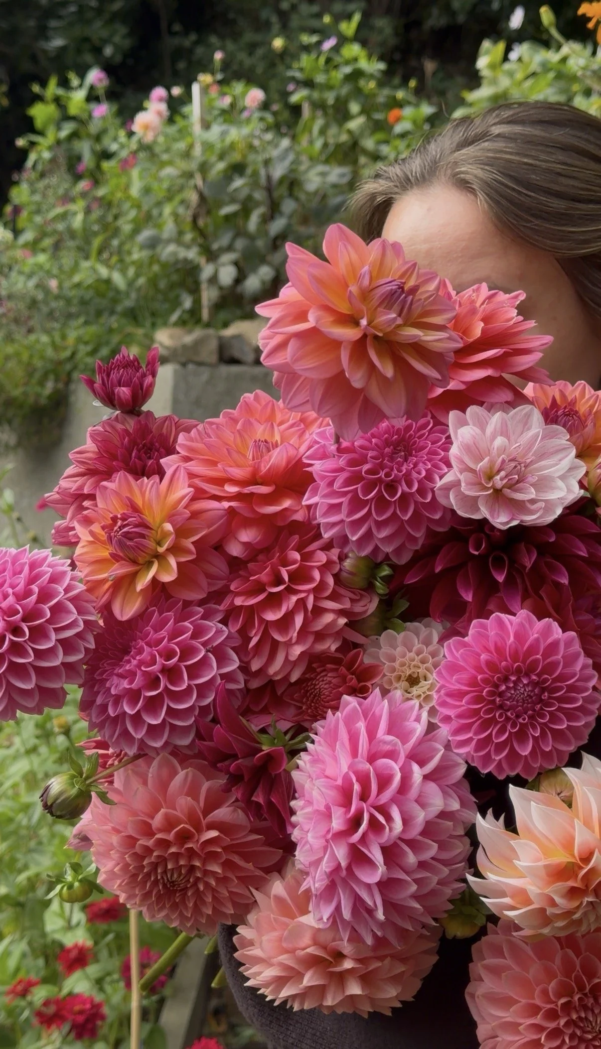 Dahlia Seeds (Mixed)