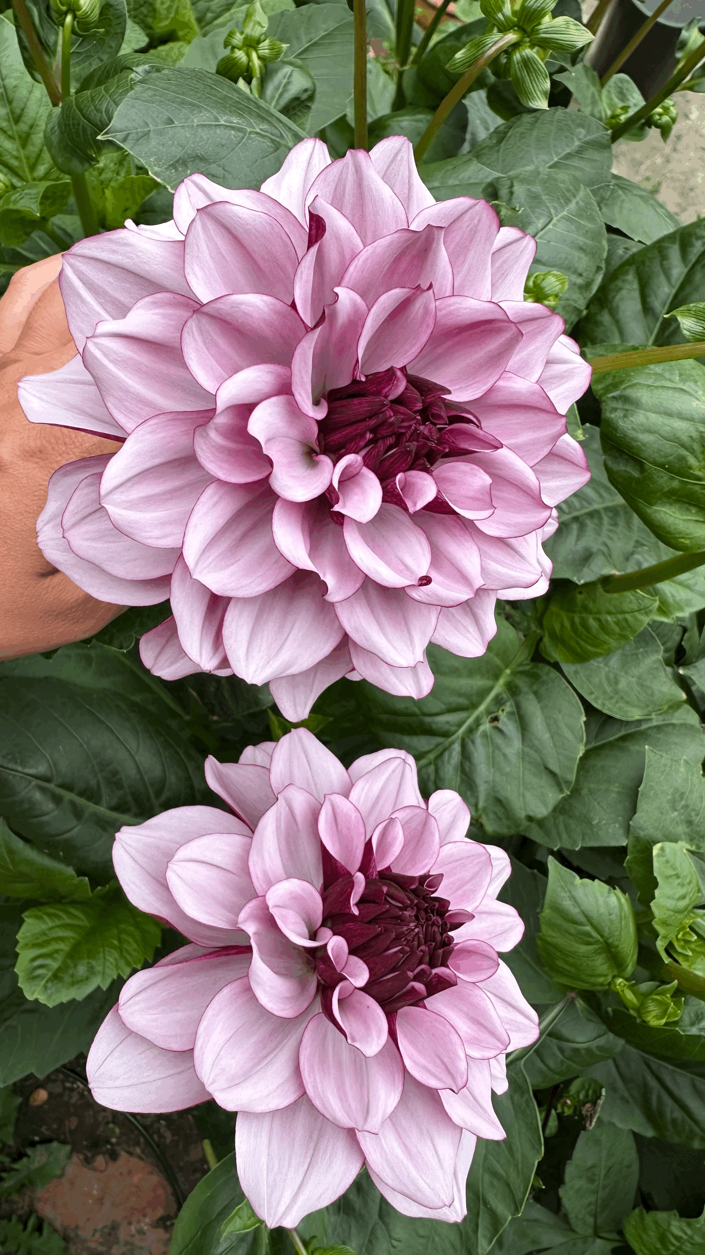 Dahlia "Creme de Cassis"