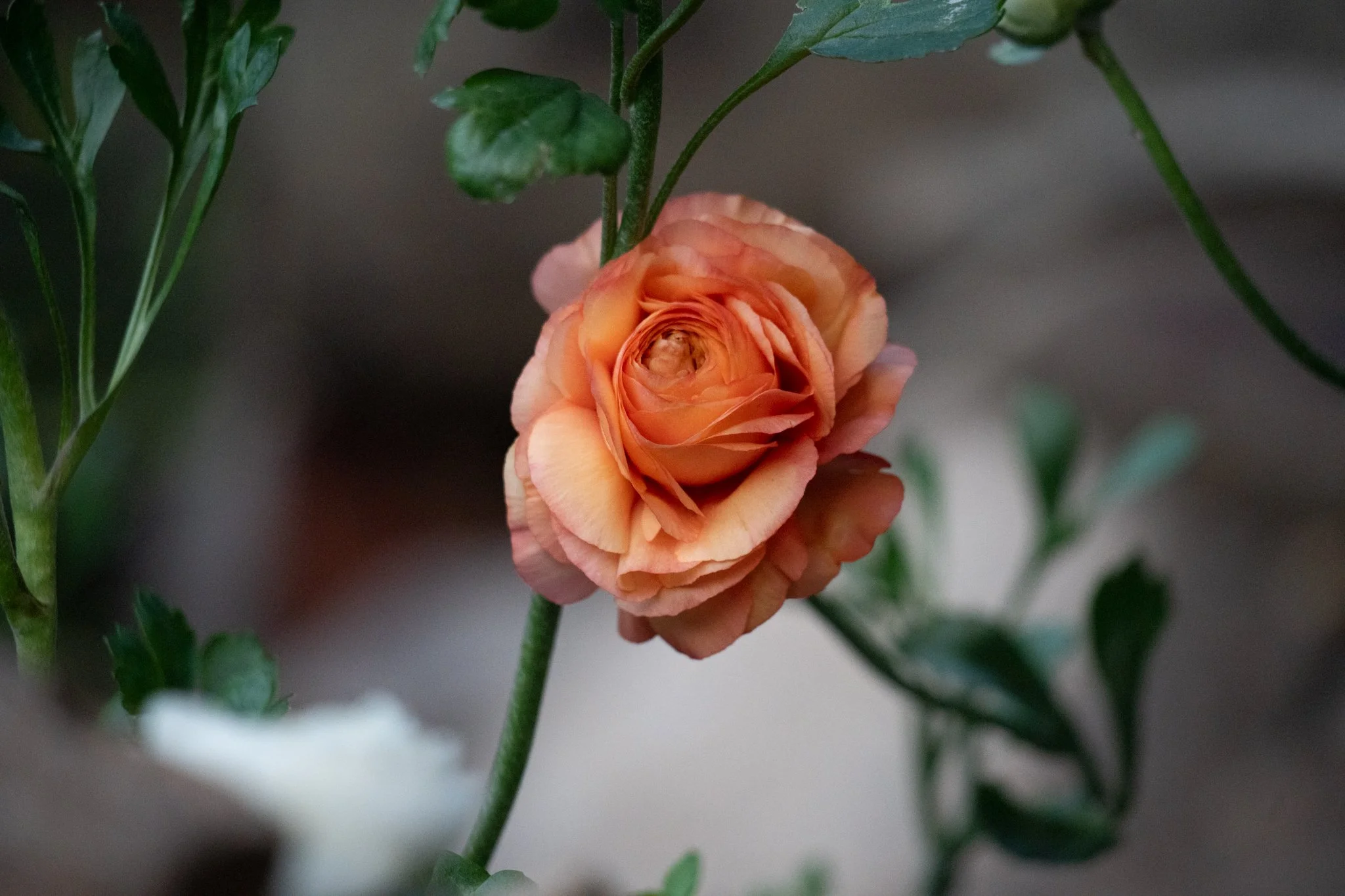 flowers bouquet oriental bay the bay florist