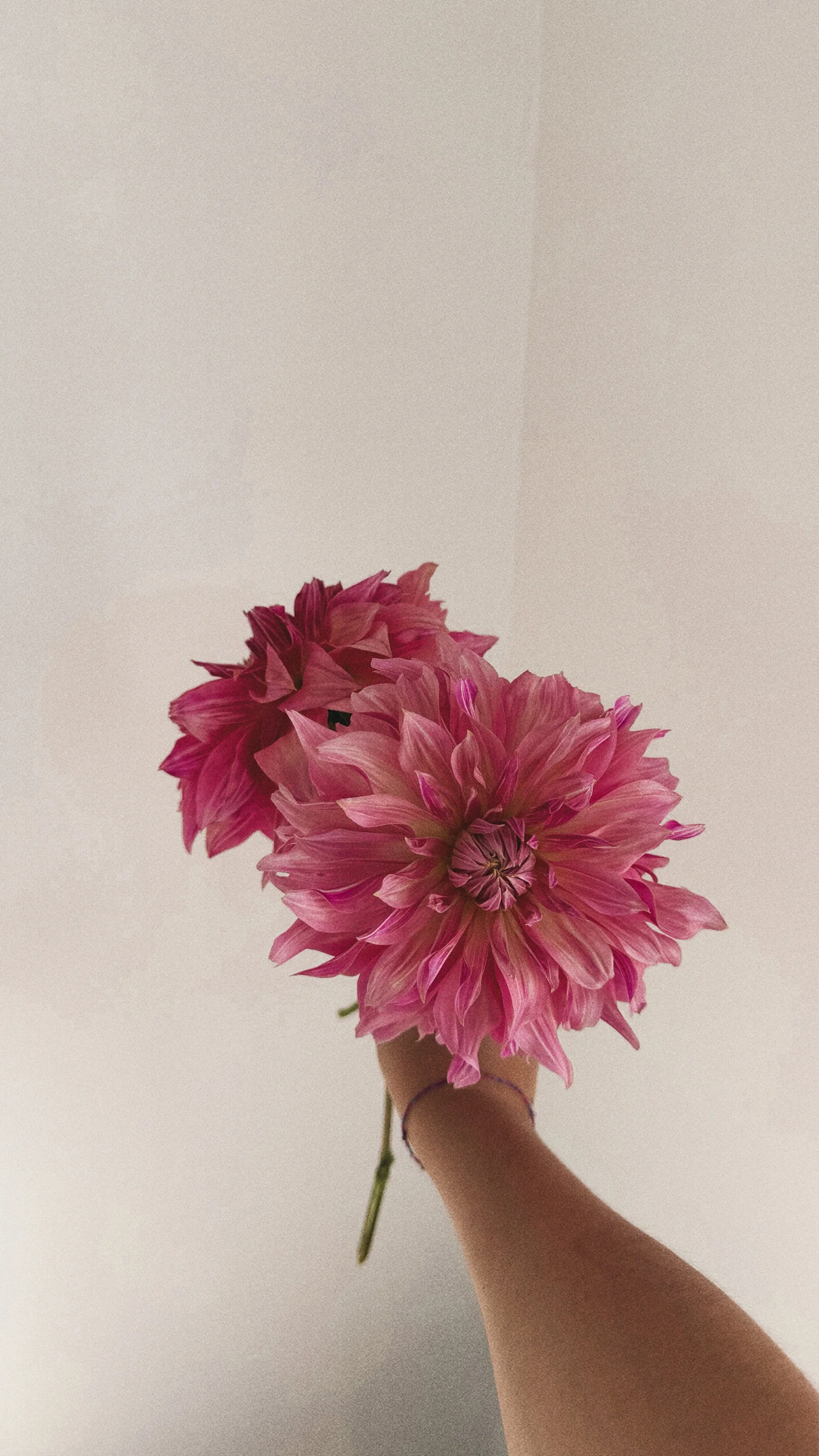Dahlia "Penhill Dark Monarch"