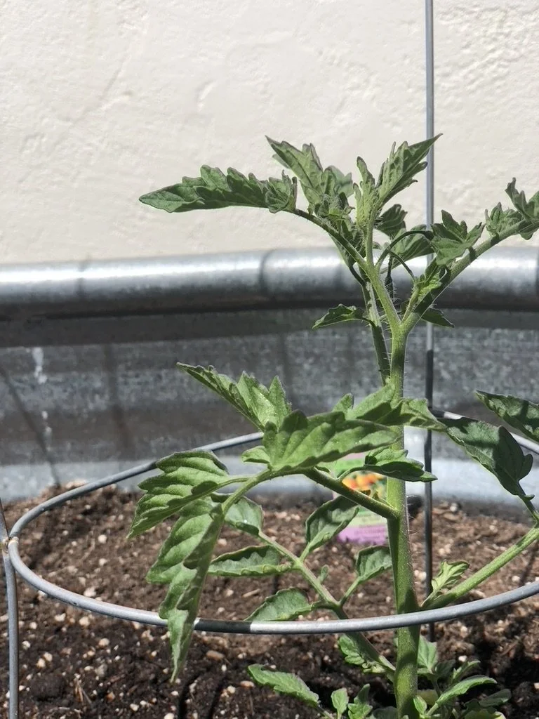 Grow On; Summer 2022 Garden