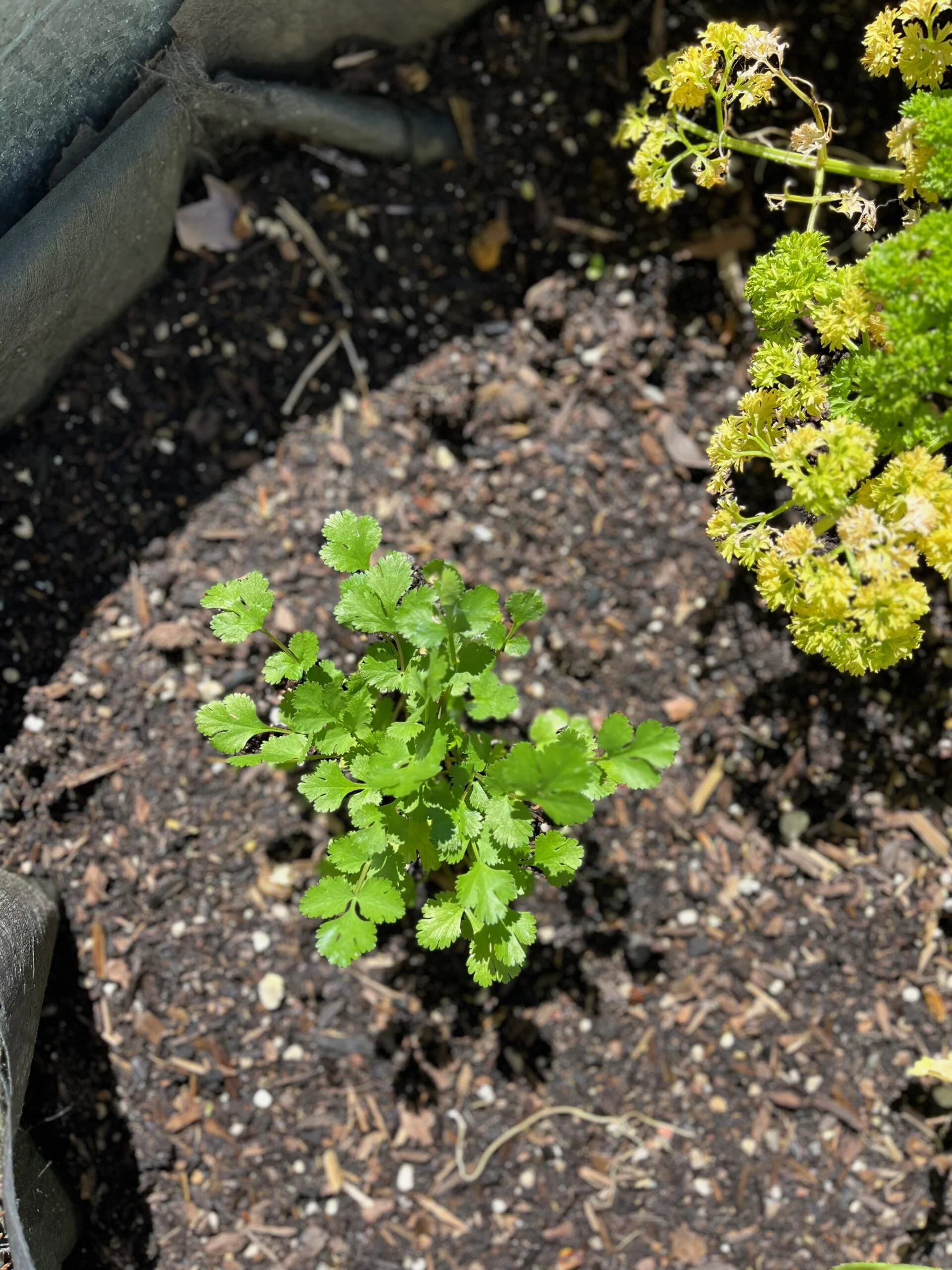 Spring 2024 Garden Update