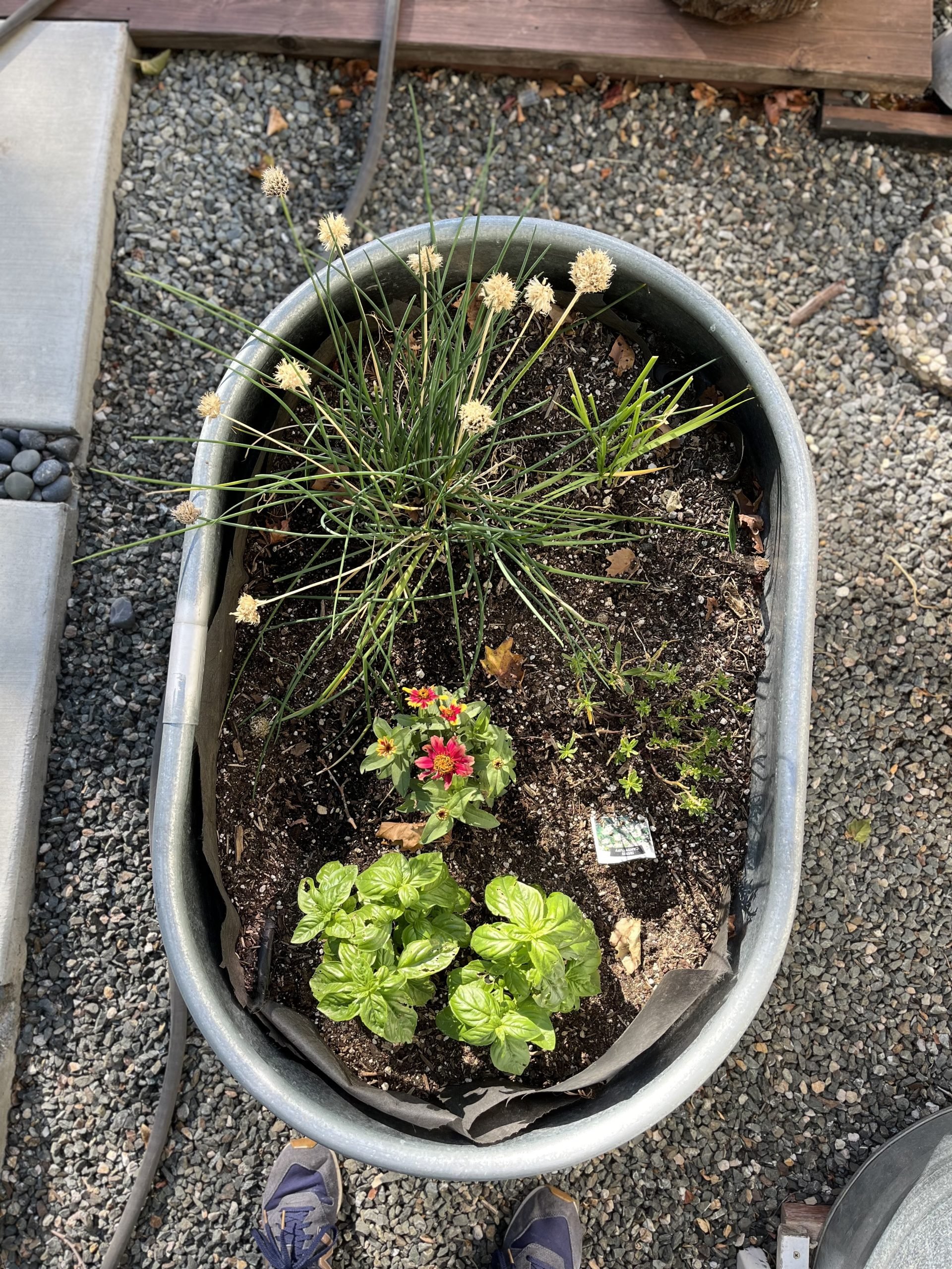 Summer 2024 Garden Update