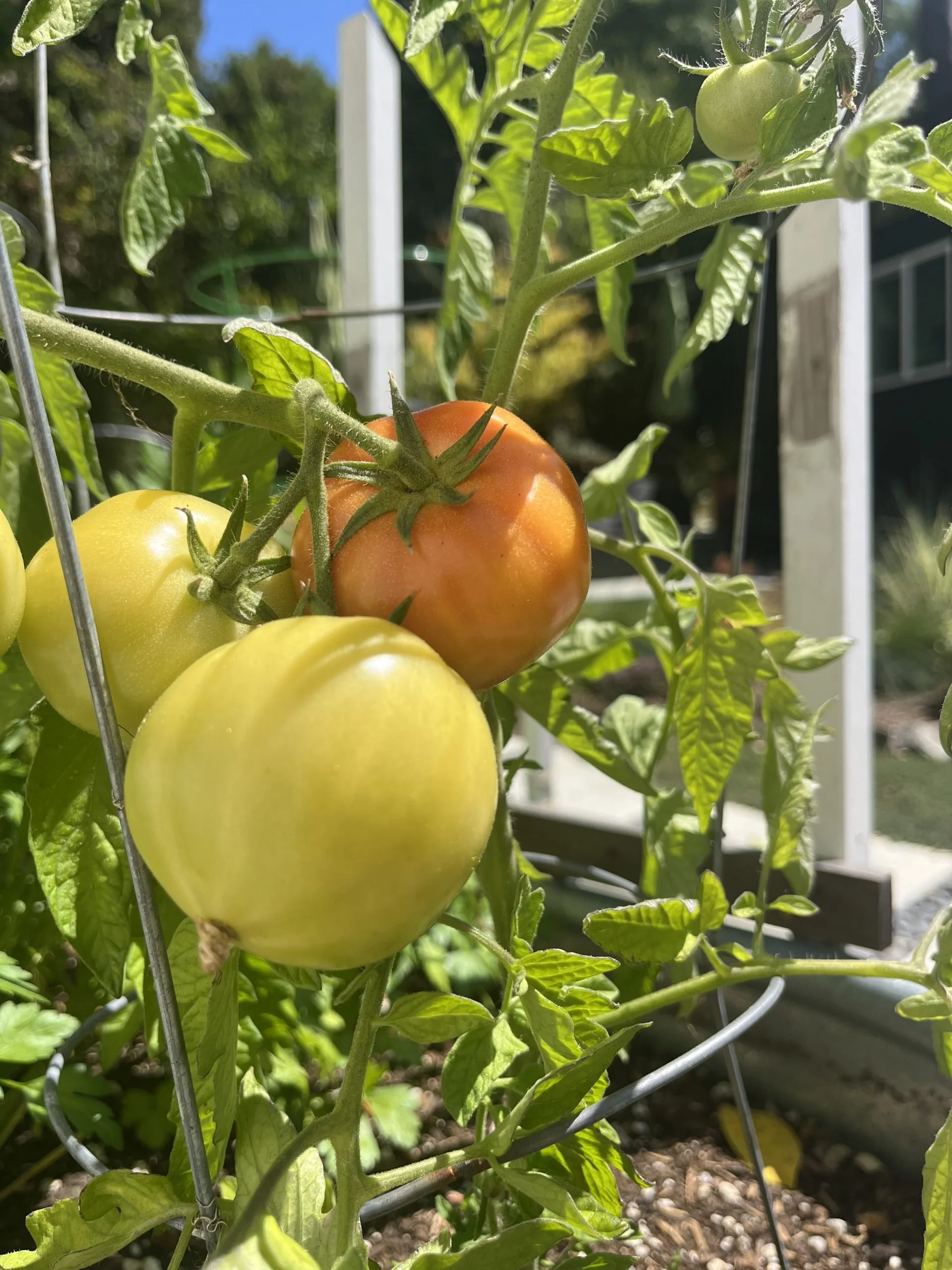 Summer 2025 Garden Box Report