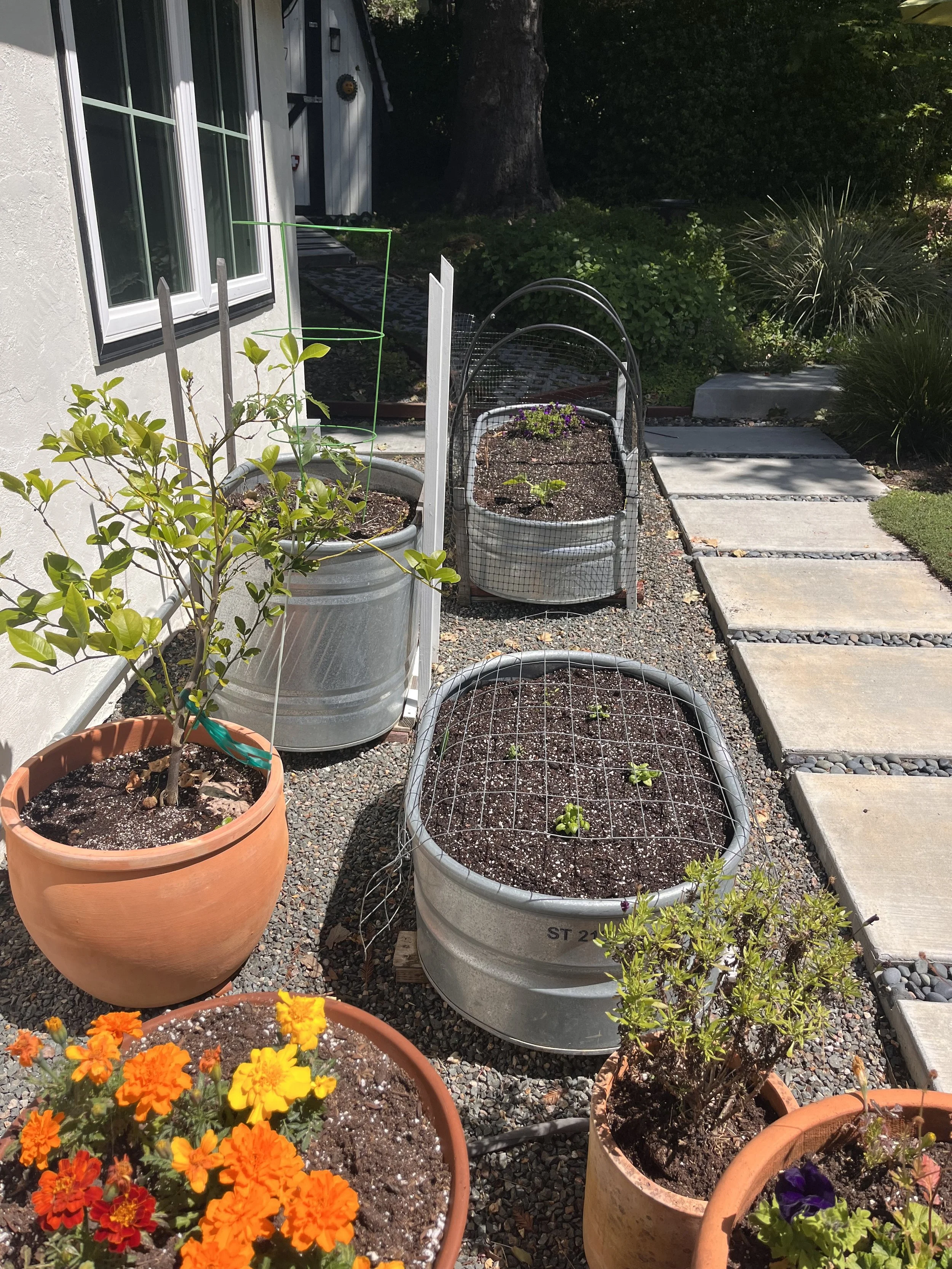 Here We Grow Again