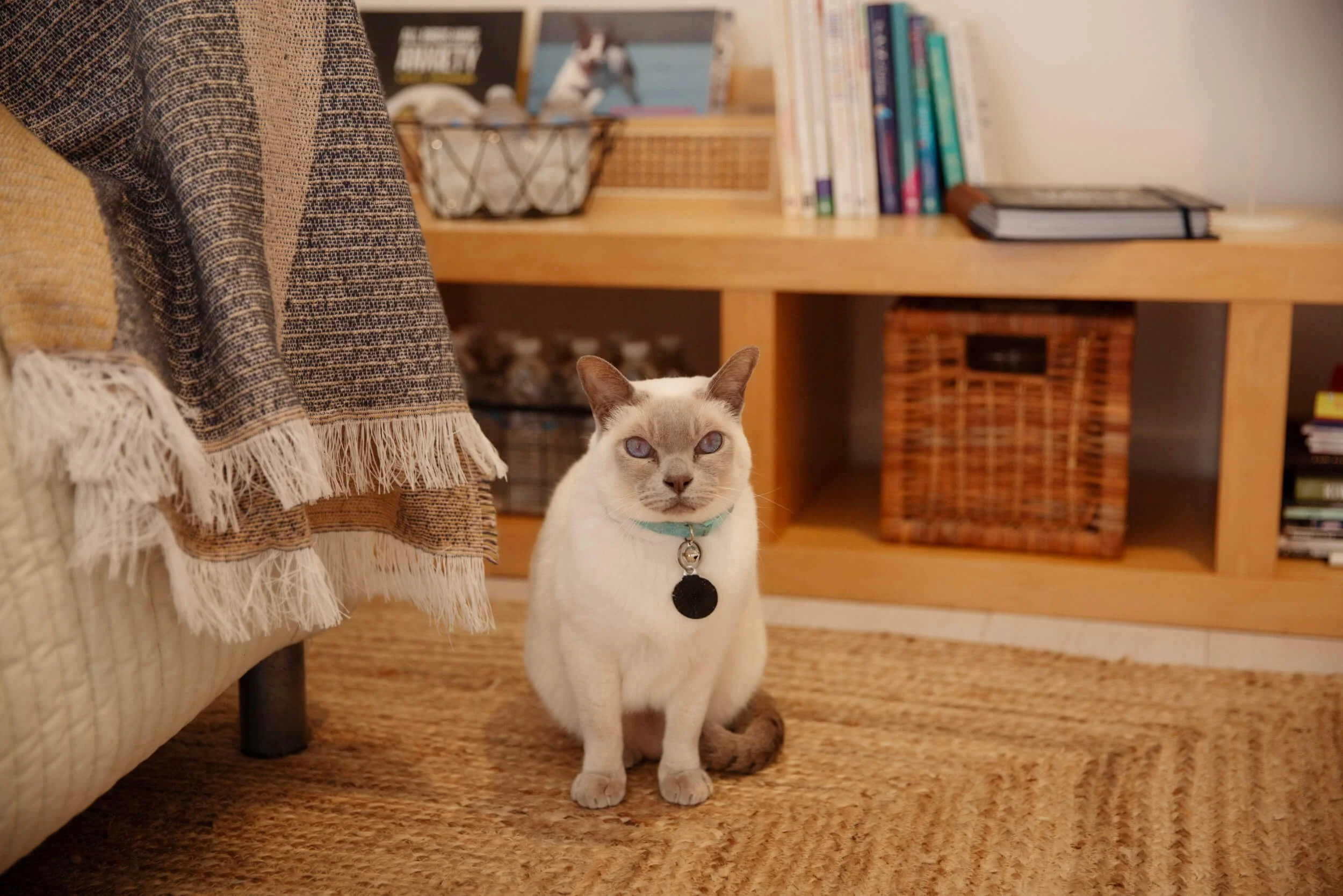 A cat with blue eyes sitting on a tan rug in front of a wooden bookshelf, with a blanket draped over a nearby piece of furniture.