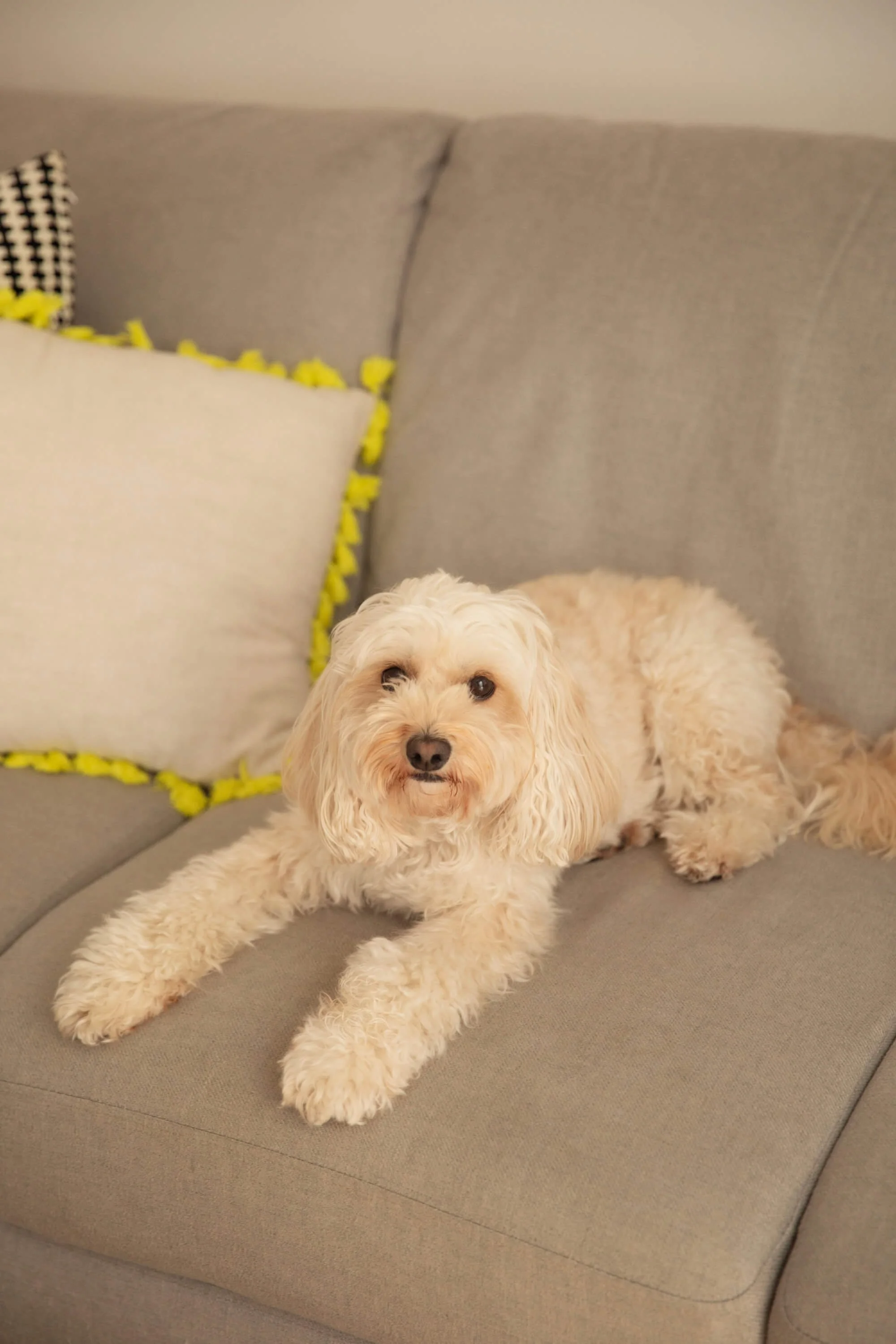 A light-colored, curly-haired dog lying on a gray sofa with a white pillow and a black-and-white checkered pillow visible in the background.