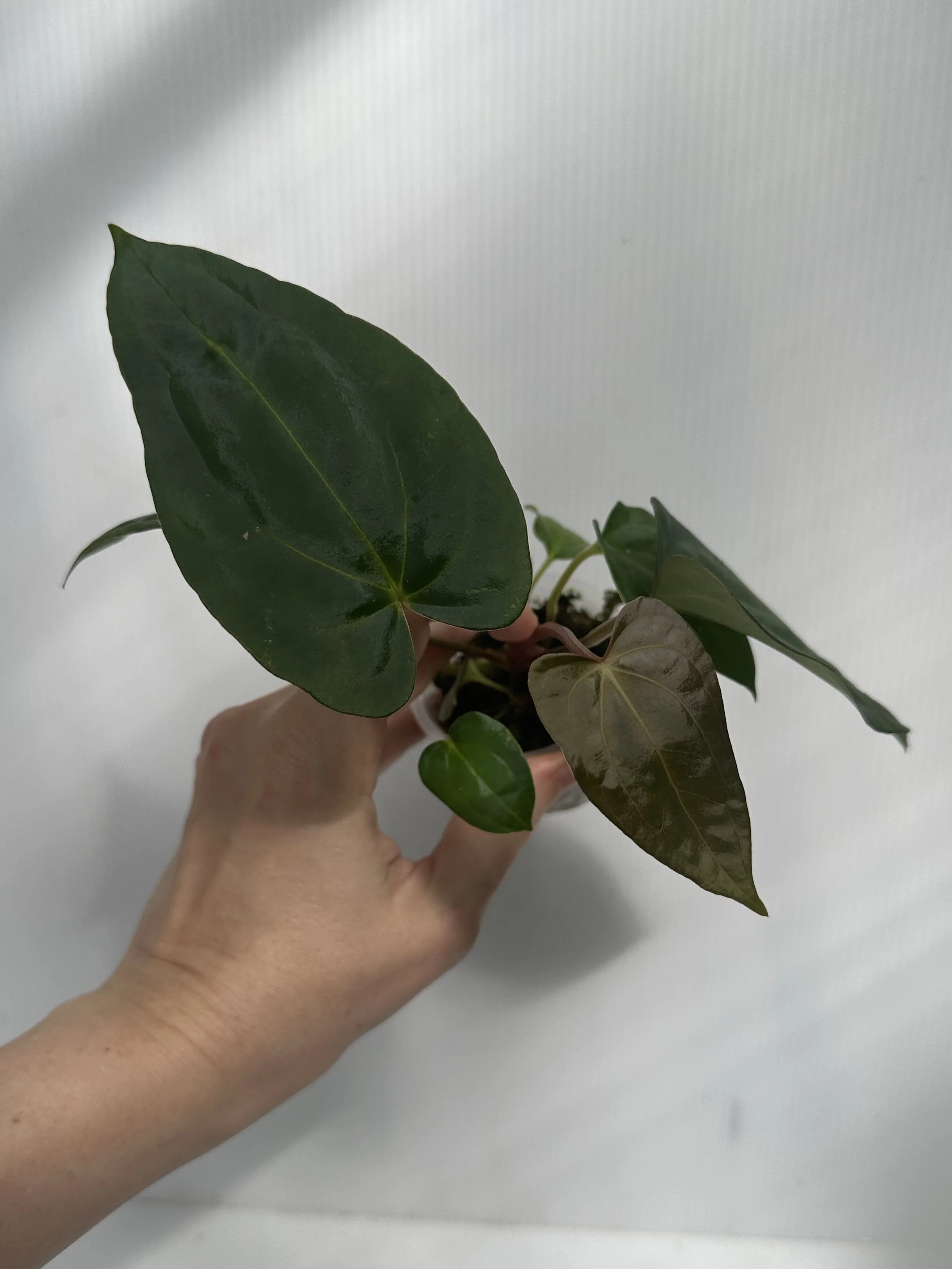 "Complexia" Seedling Exact Plant