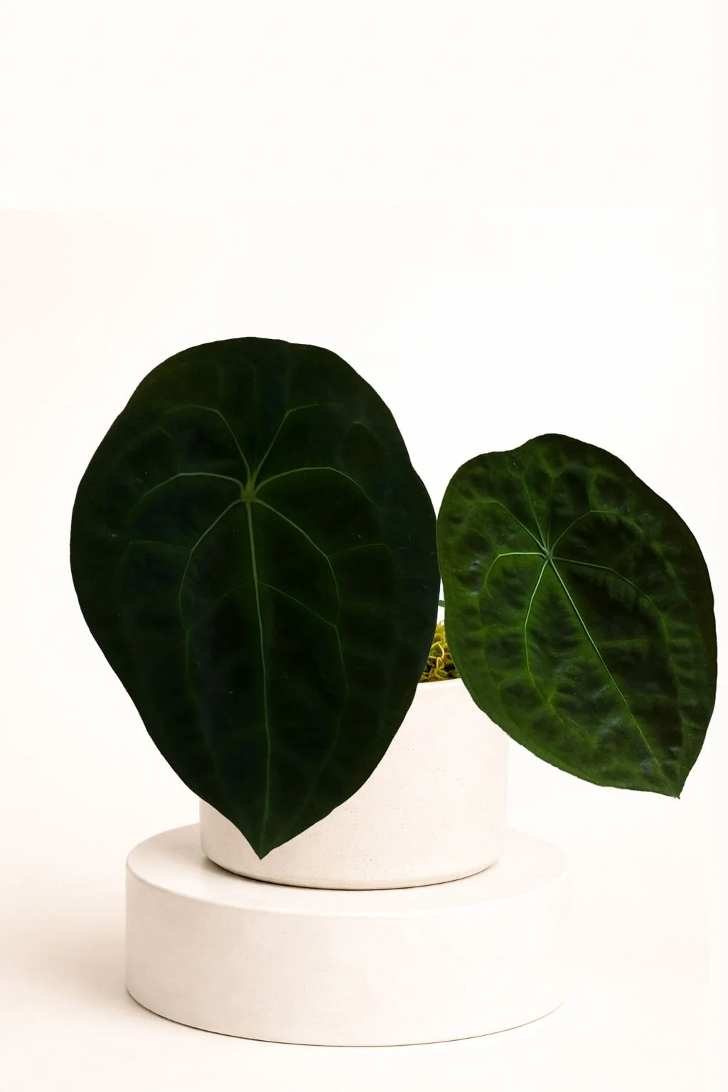 Clones of NSE Forgetii Dark Form