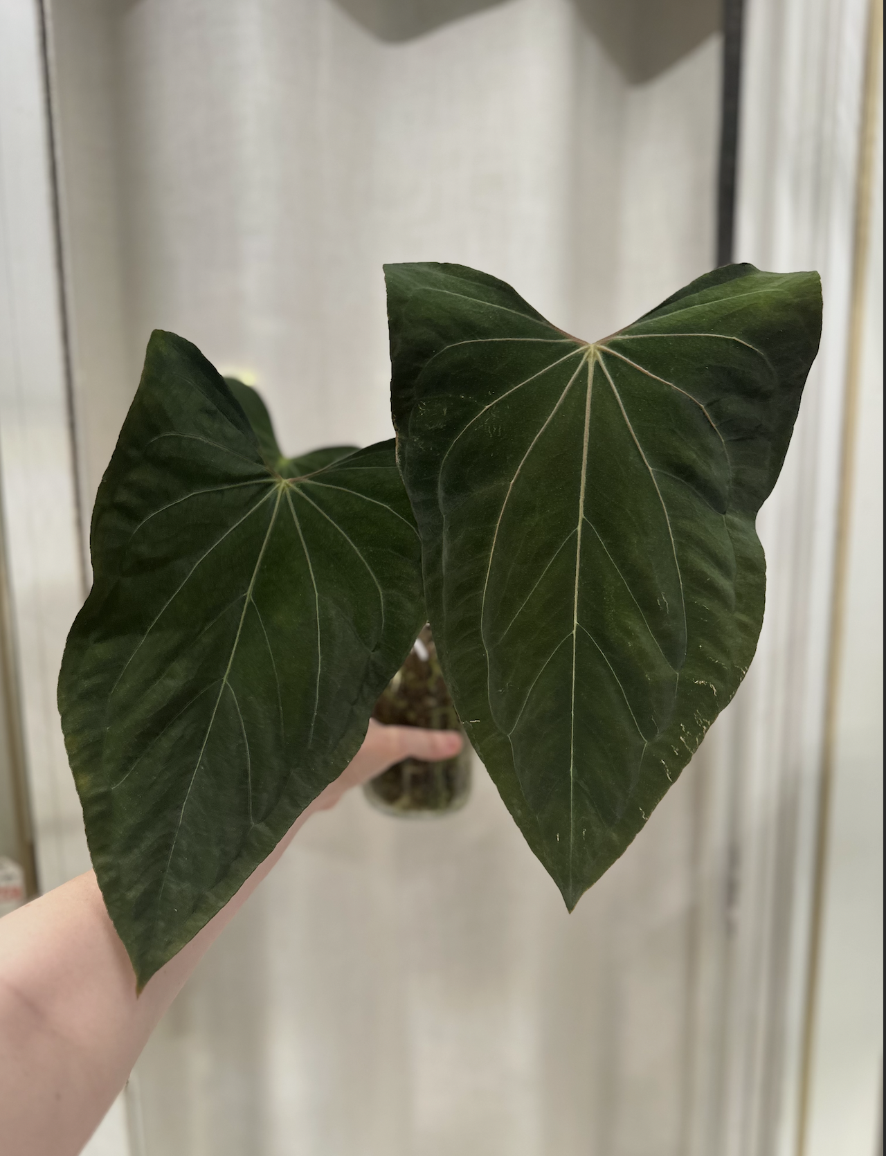 Screenshot 2026-01-05 at 10.08.12 AM.png