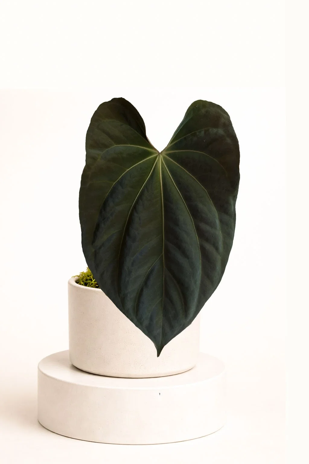 Clones of "Spider" Bessea Aff x BVEP