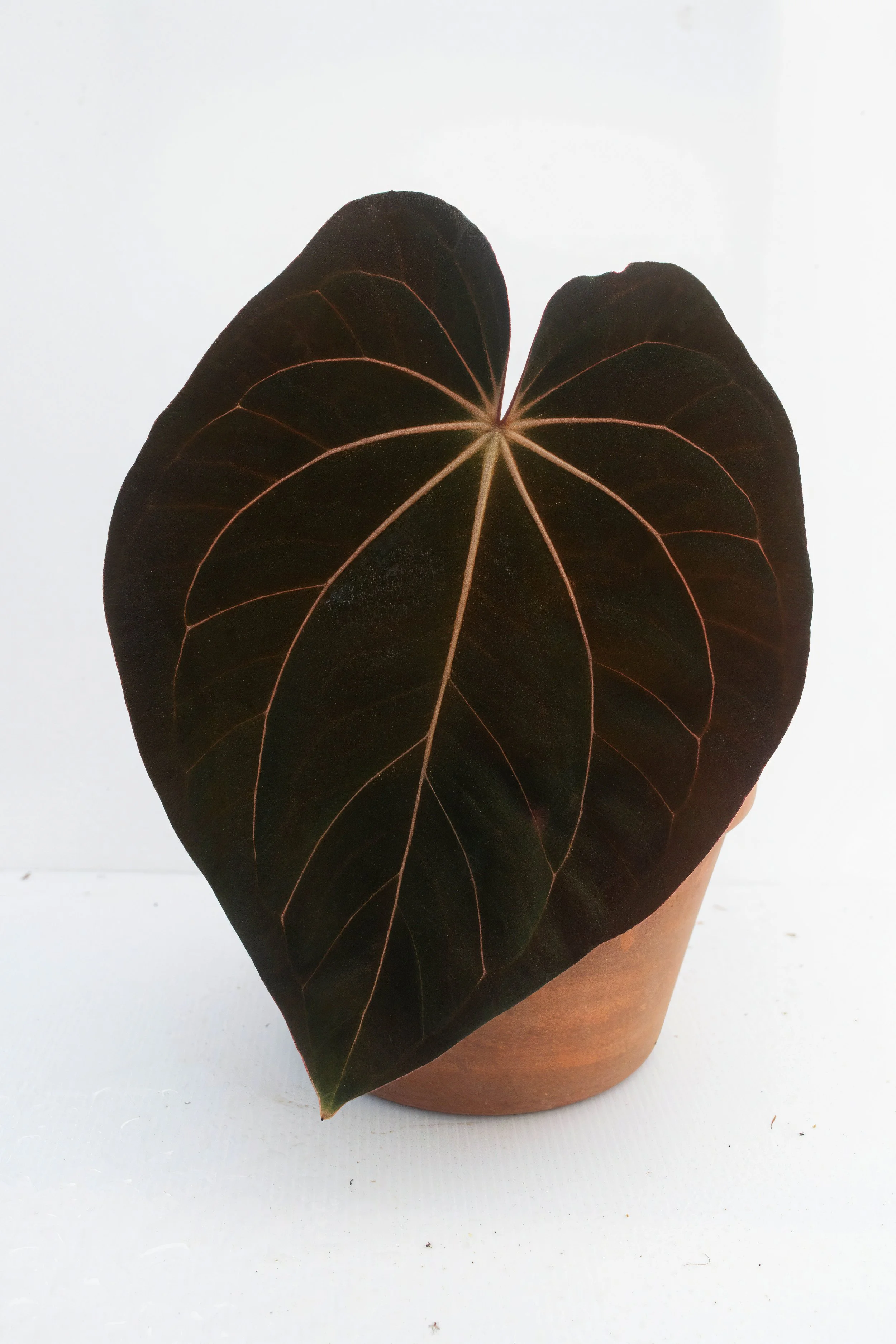 Carlablackiae x BVEP Exact Plant