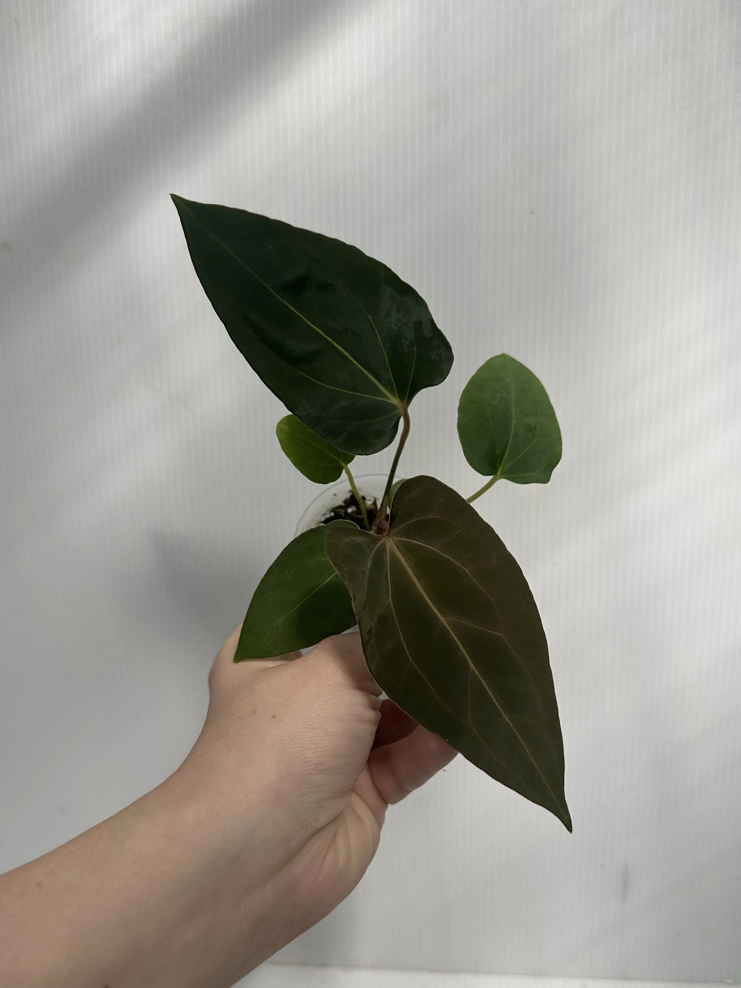 "Complexia" Seedling Exact Plant
