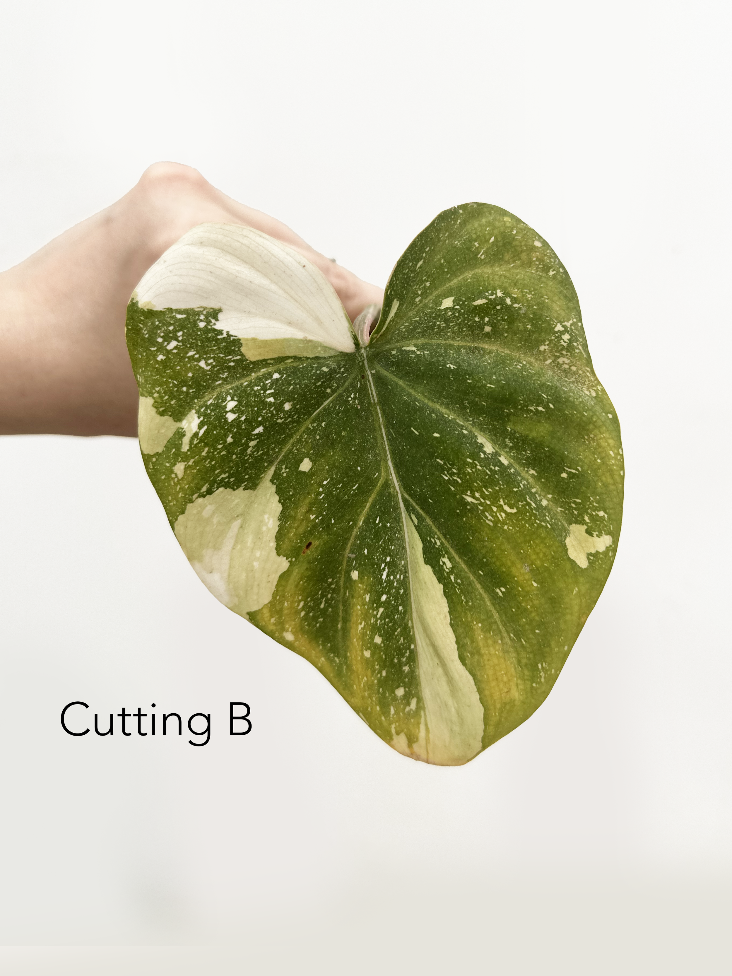 cutting b.png