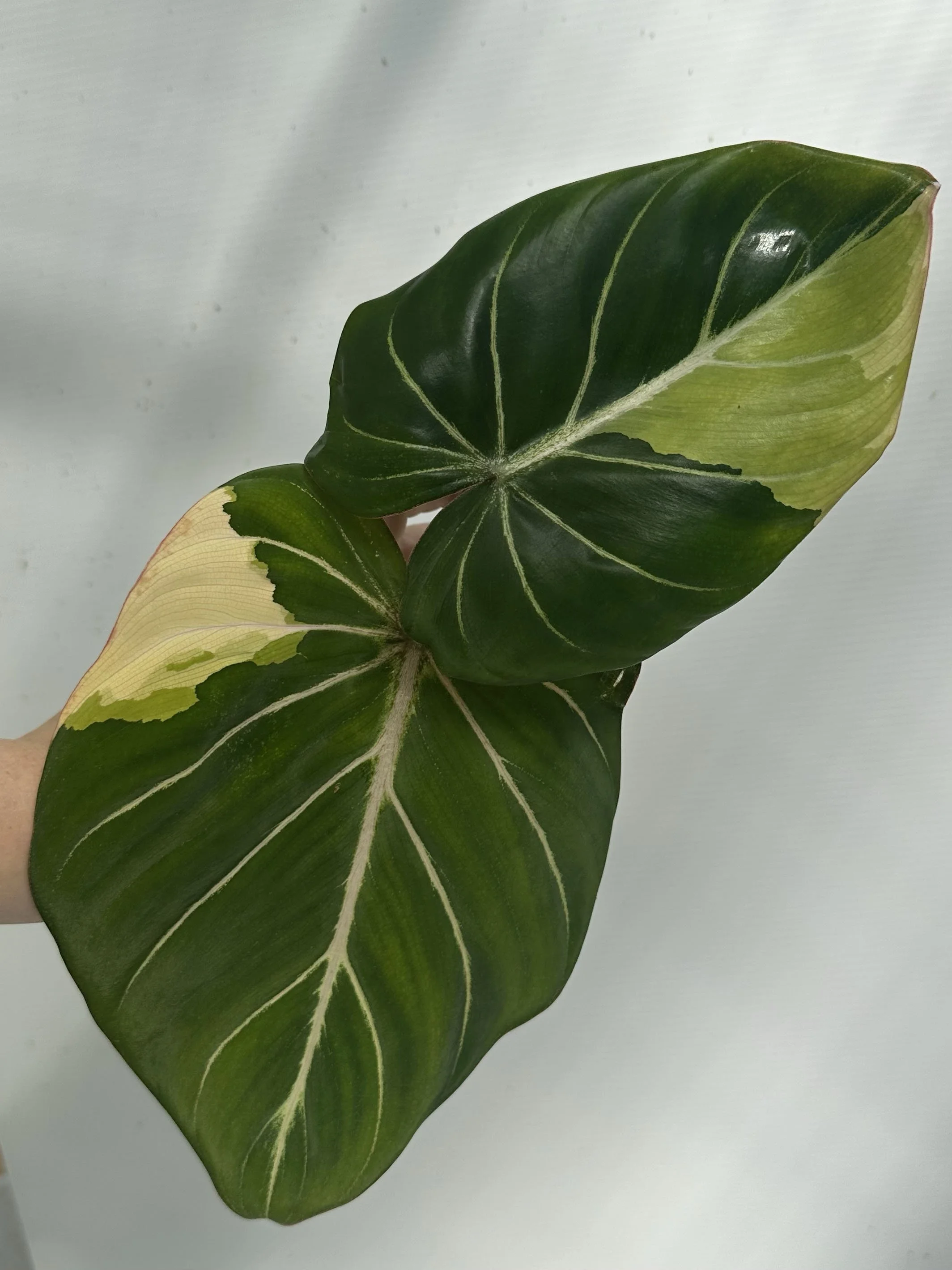 Variegated Philodendron Gloriosum Type 1