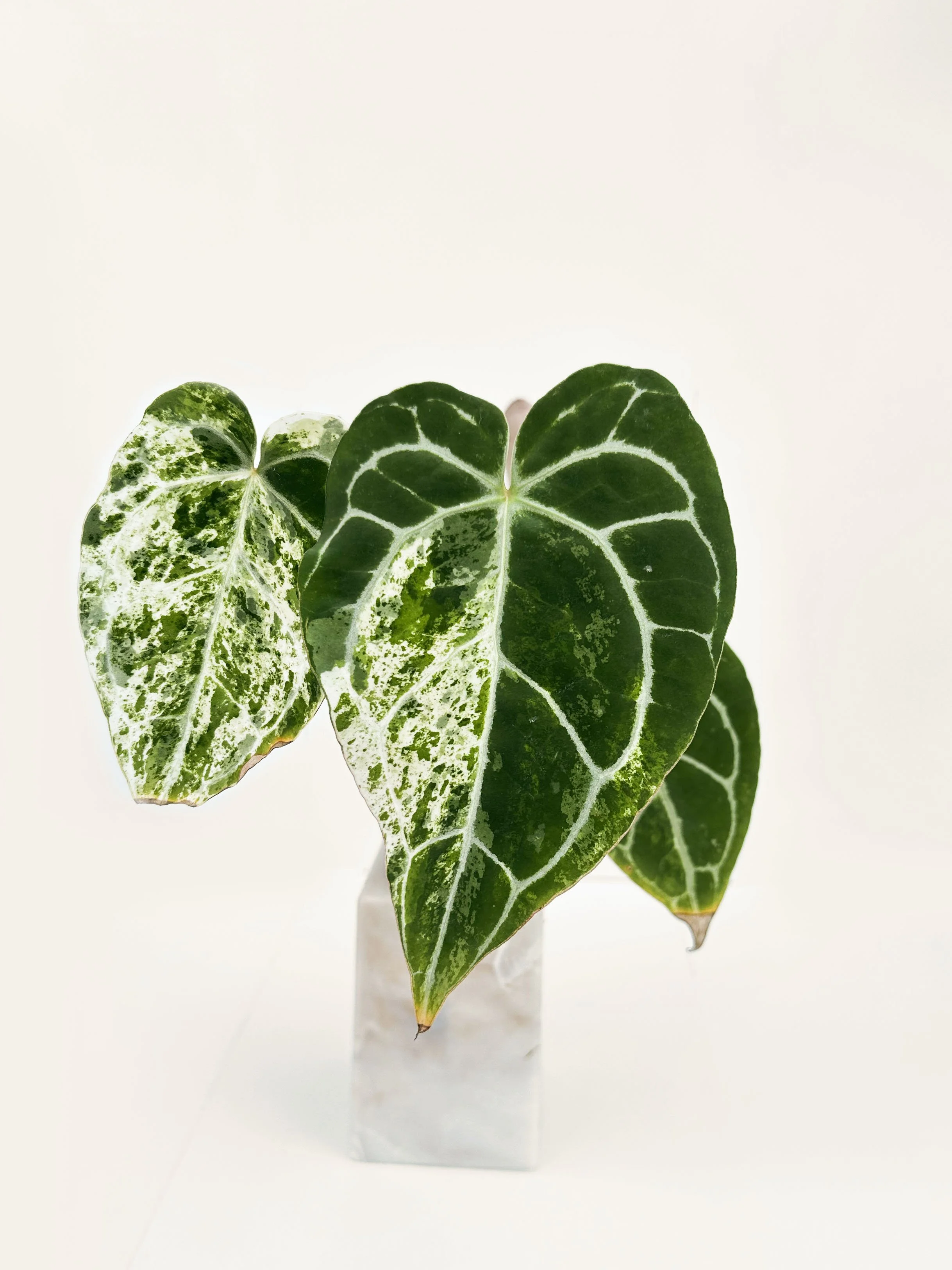 Crystalinum Albo .jpg