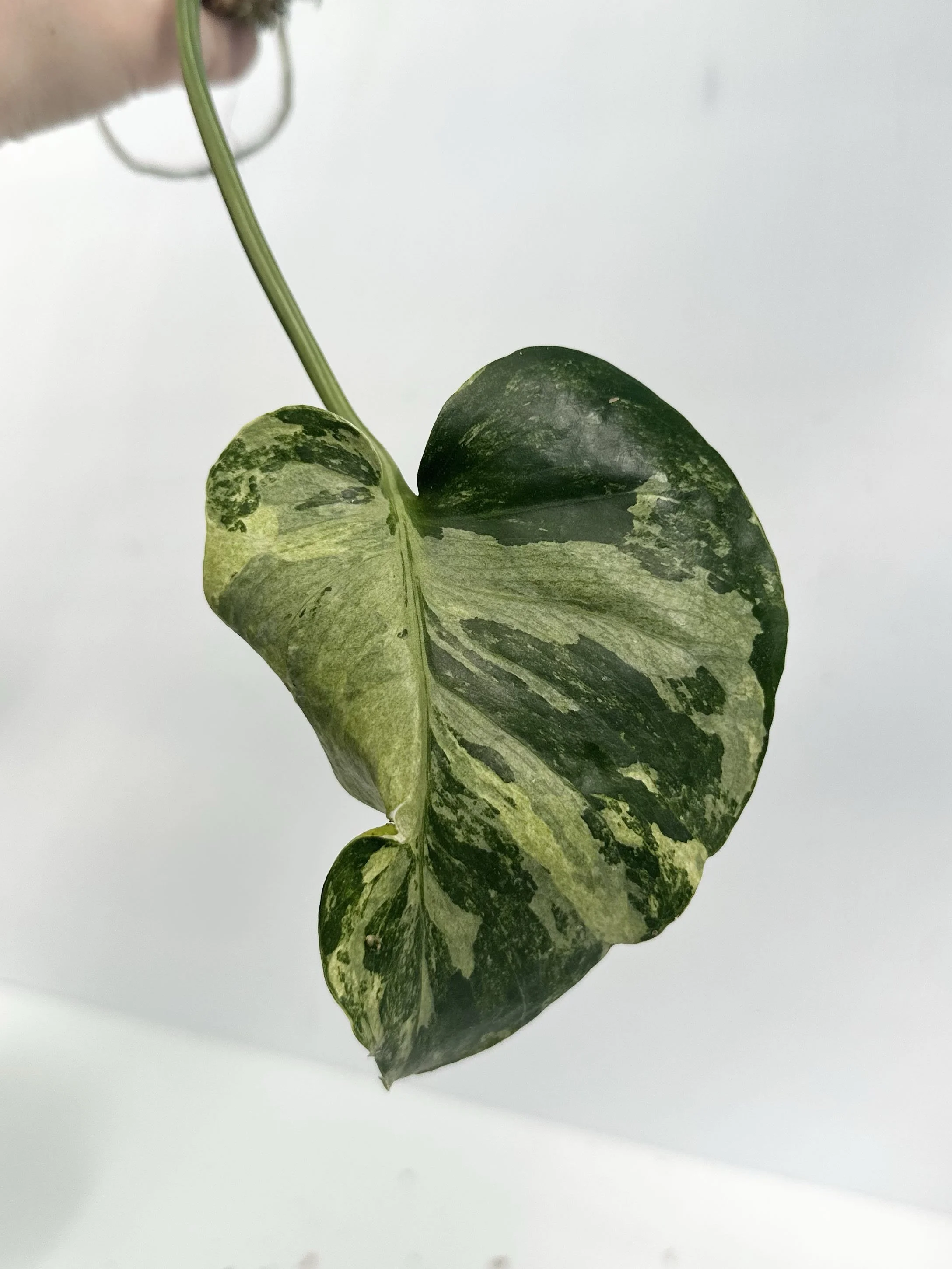 Monstera Ocean Mint | 3 Node Butt Cut