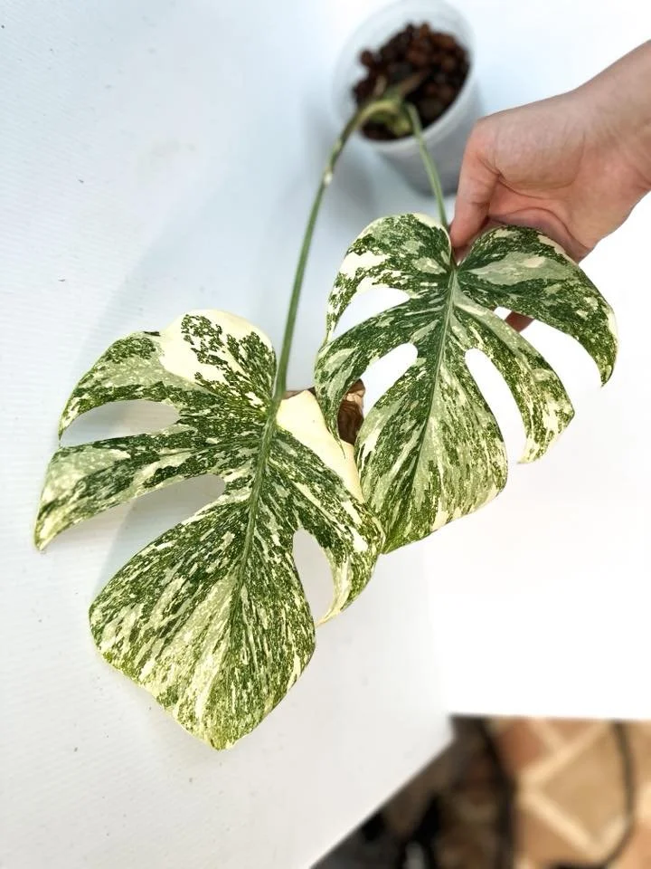 Monstera Thai Constellation "Creme Brulee" 2 Leaf Midcut