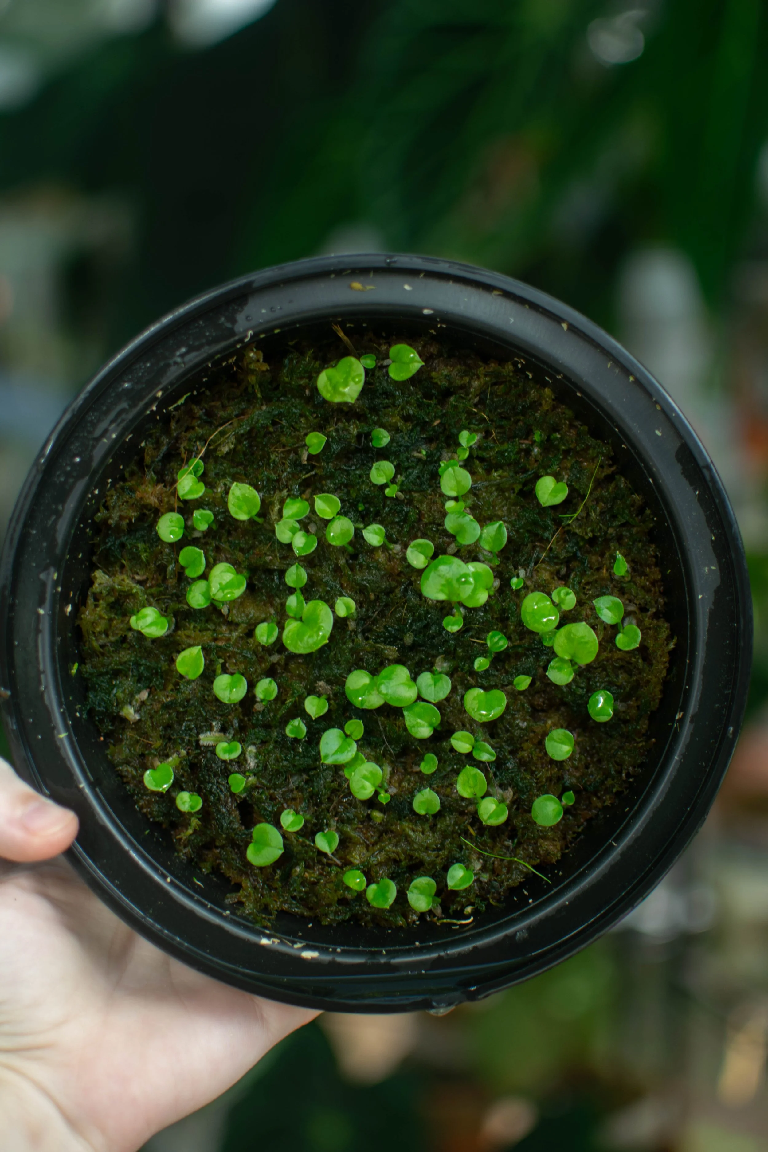 King of Spades x Zara • 1 Leaf Seedlings