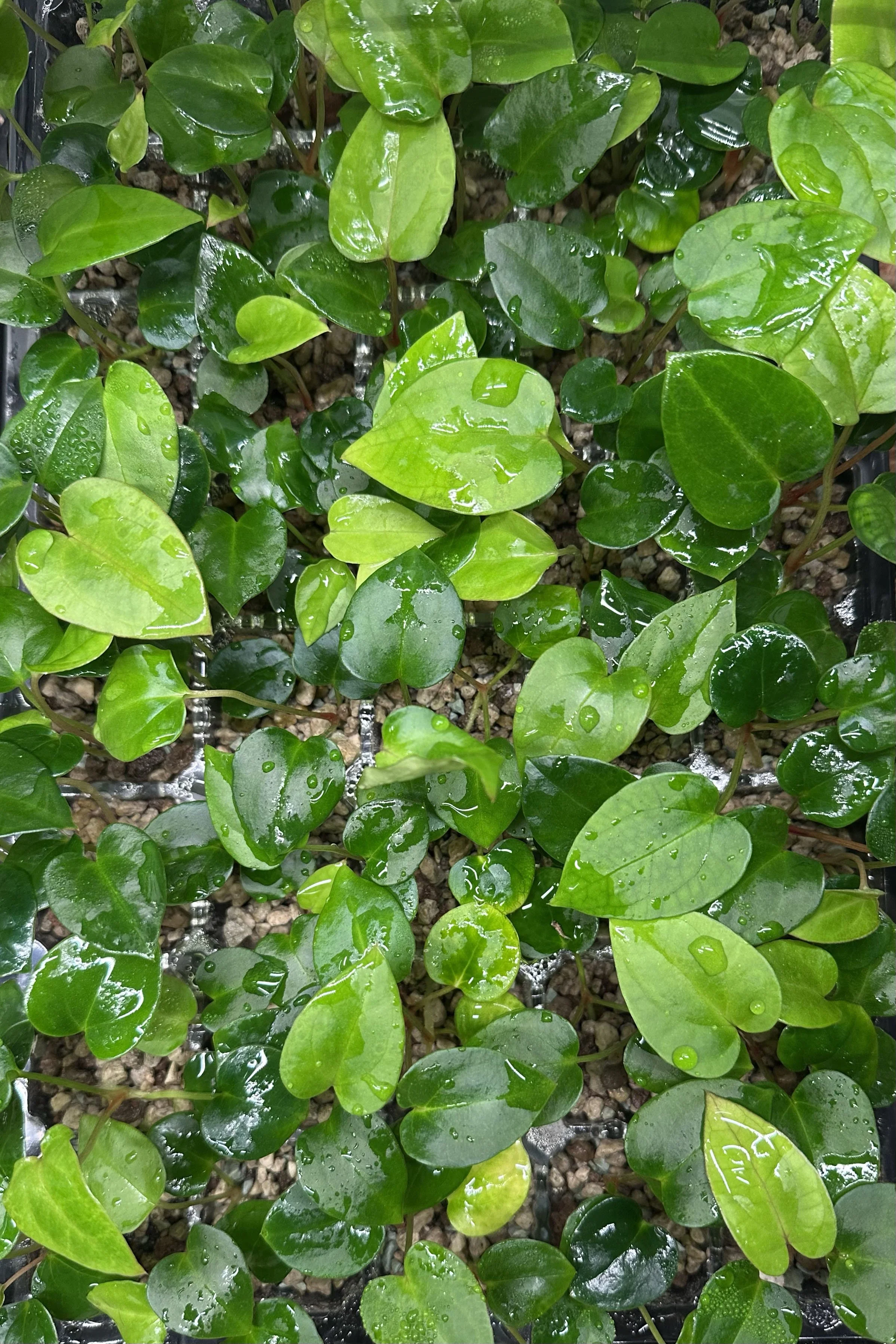 "Complexia" Seed Tray.jpg