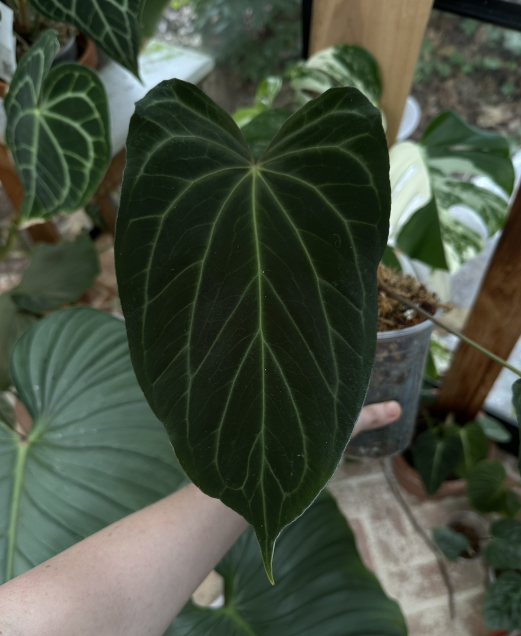 Clones of NOID "Monet"