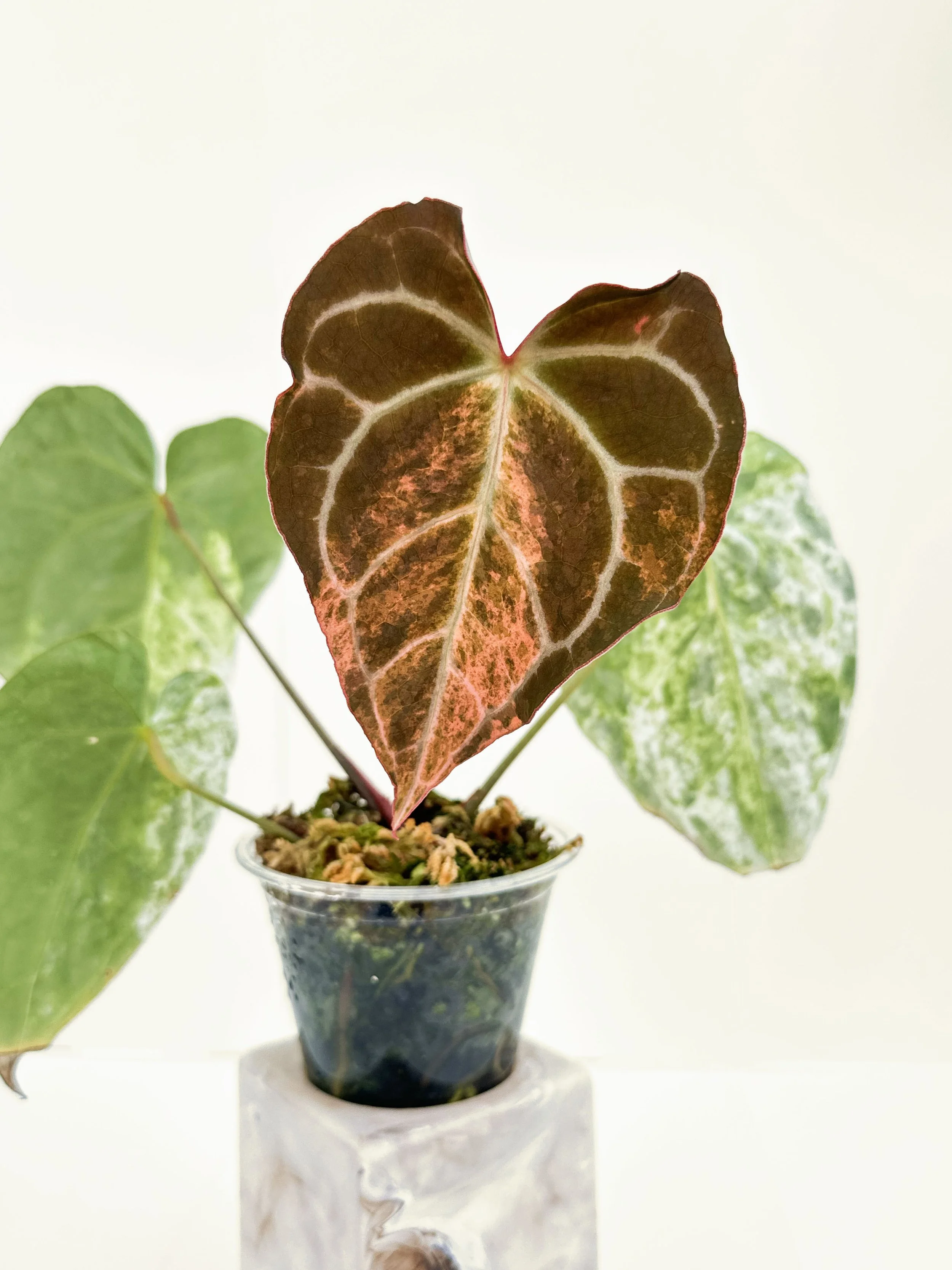 Crystalinum Albo Emergent.jpg