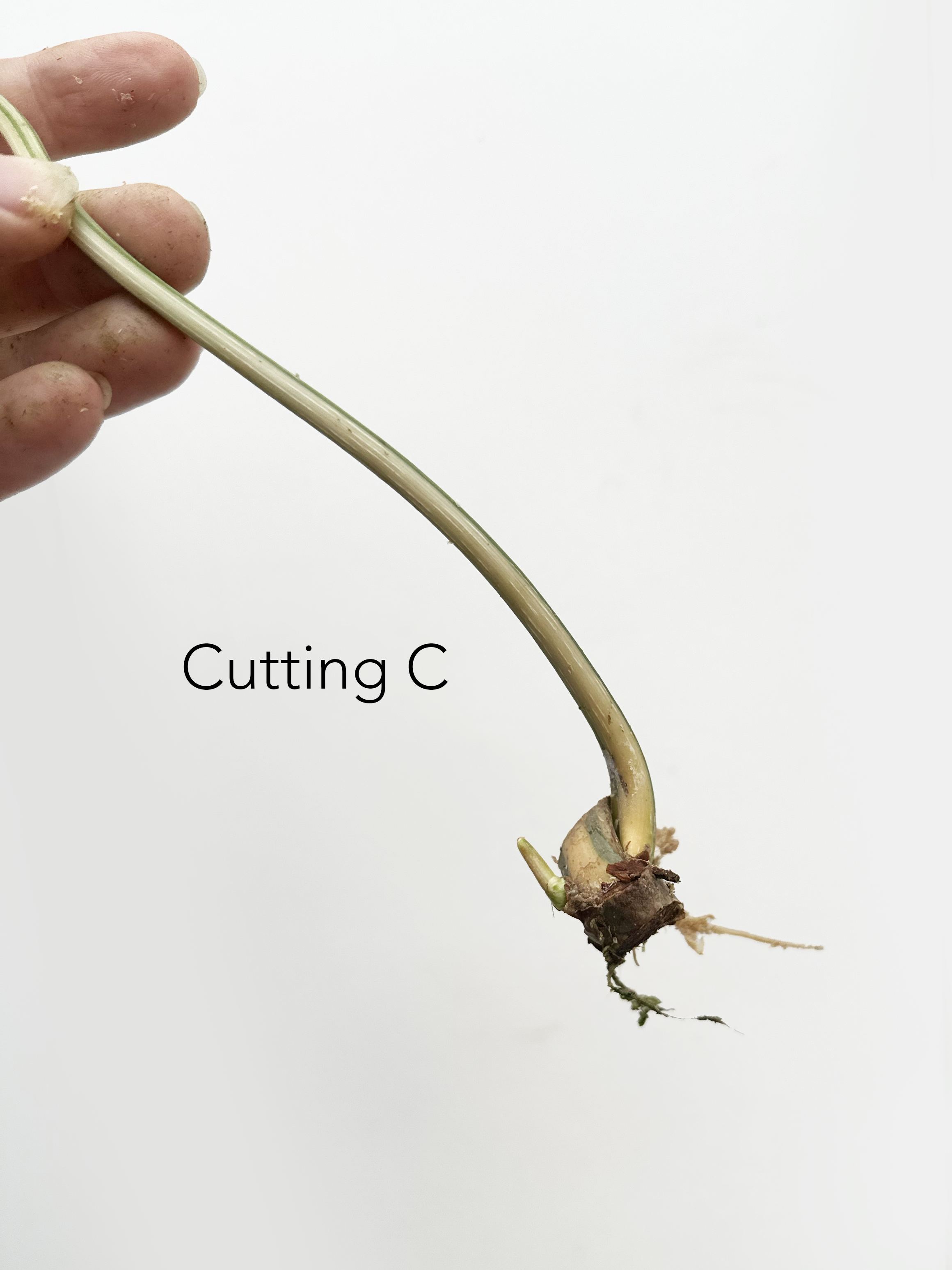 cutting c.2.png