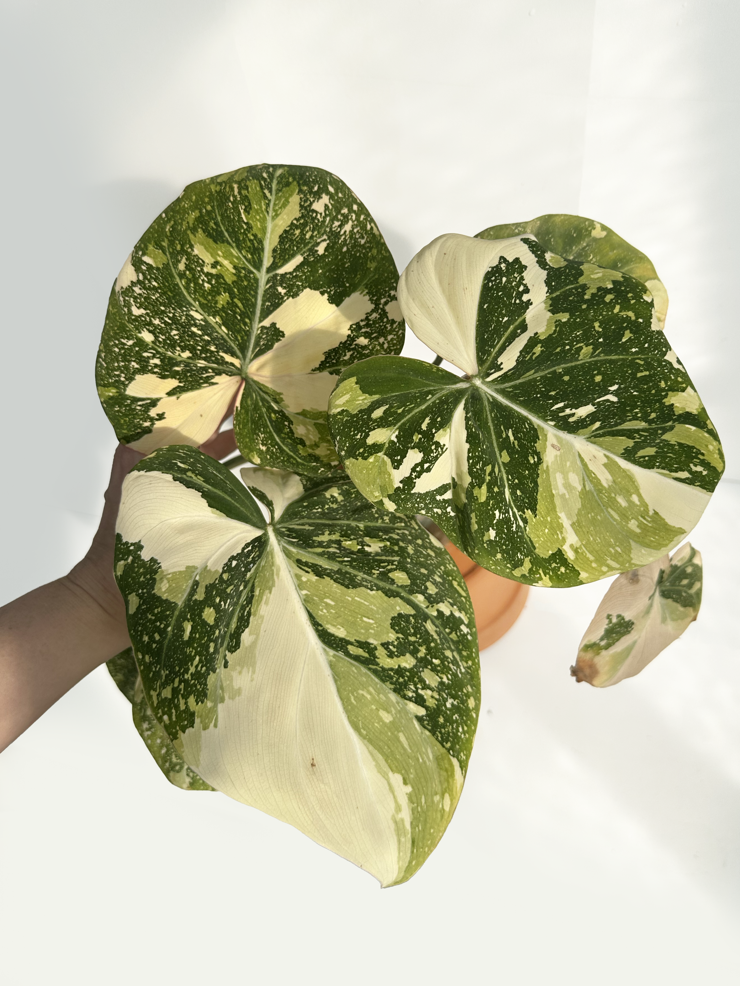 Cuttings of Variegated Philodendron Gloriosum (Type 2) "Tricolor"