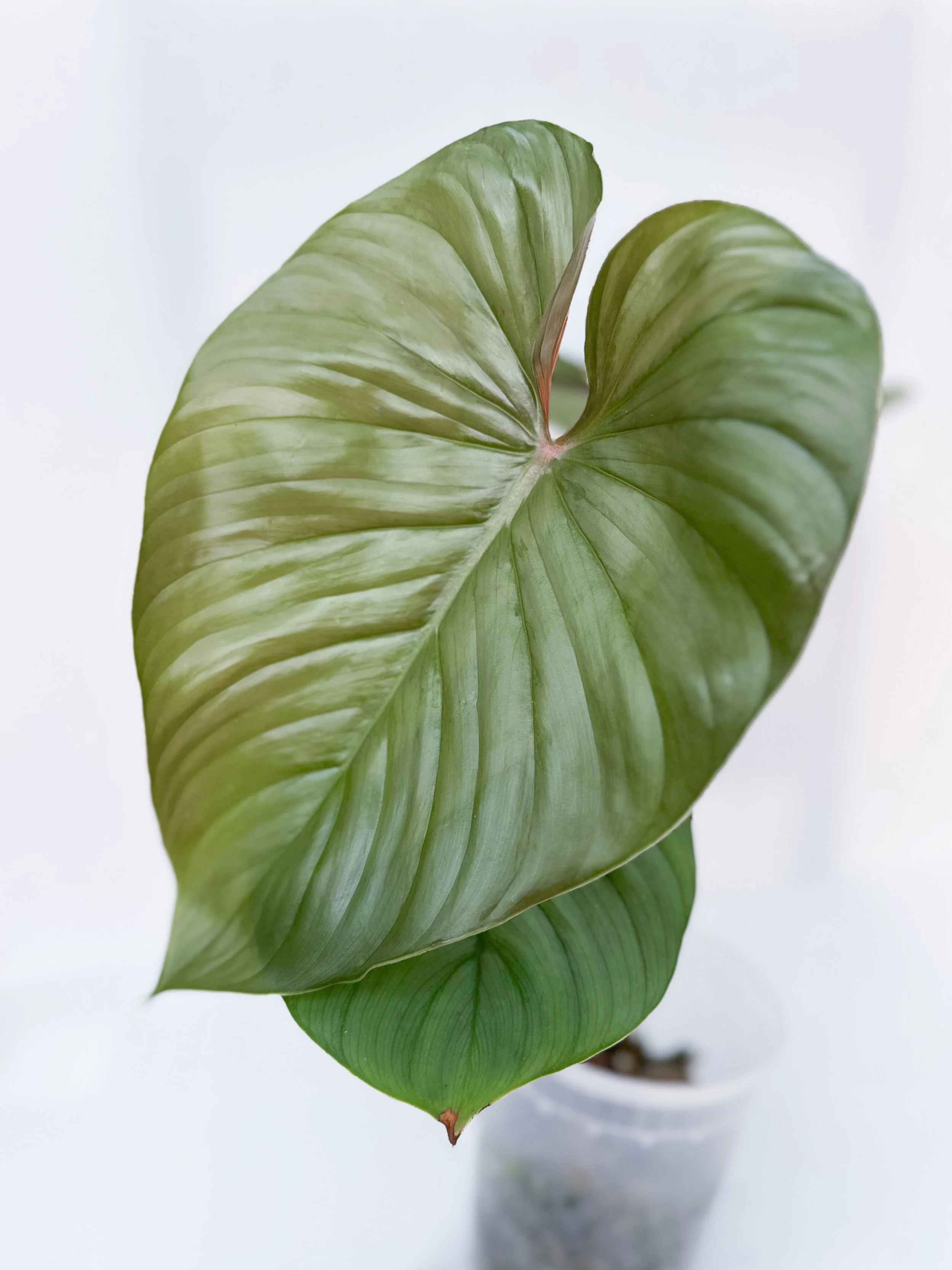 Philodendron Sp. “Silver Angel”