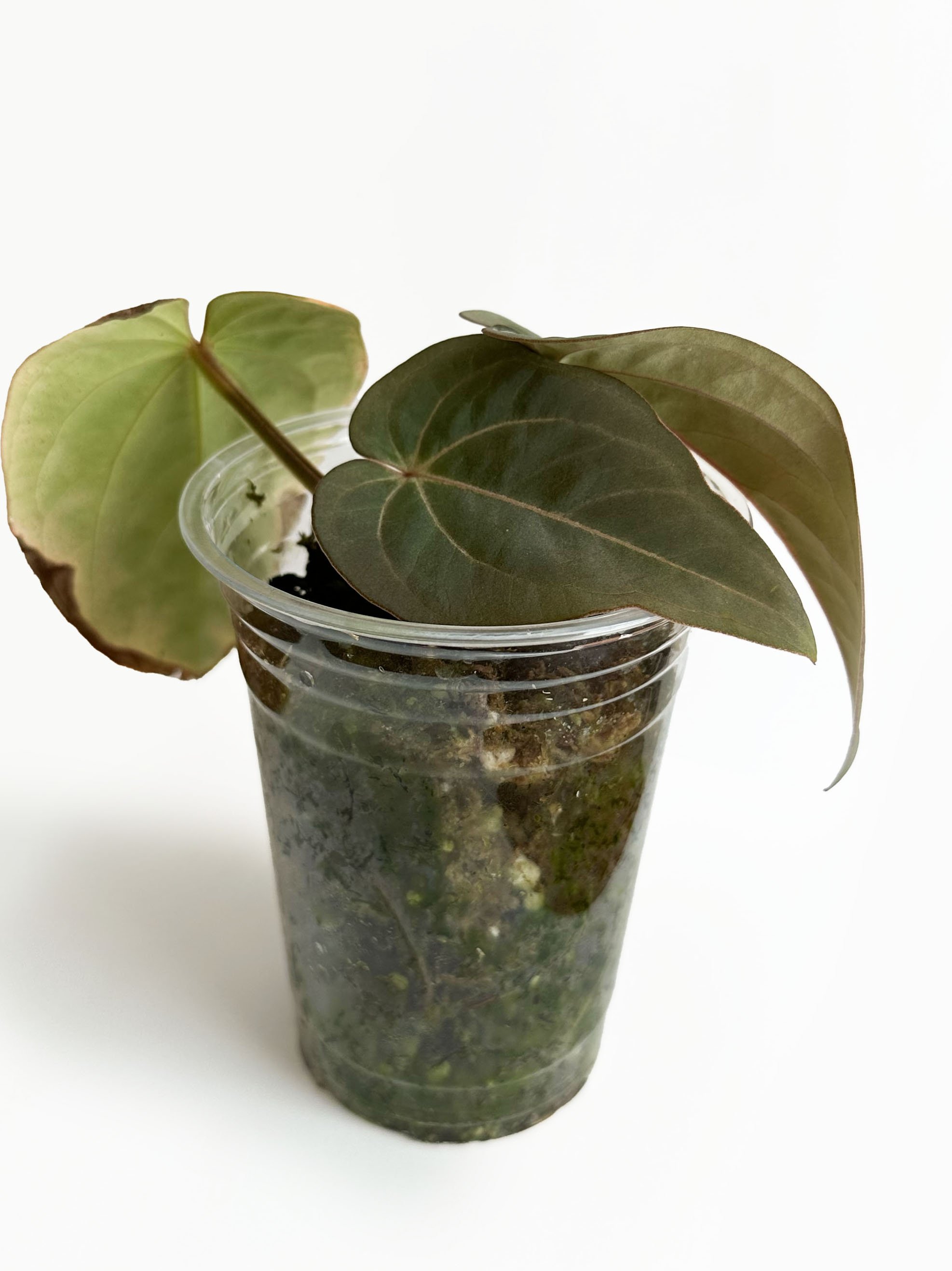 Kunayalense x Carlablackiae