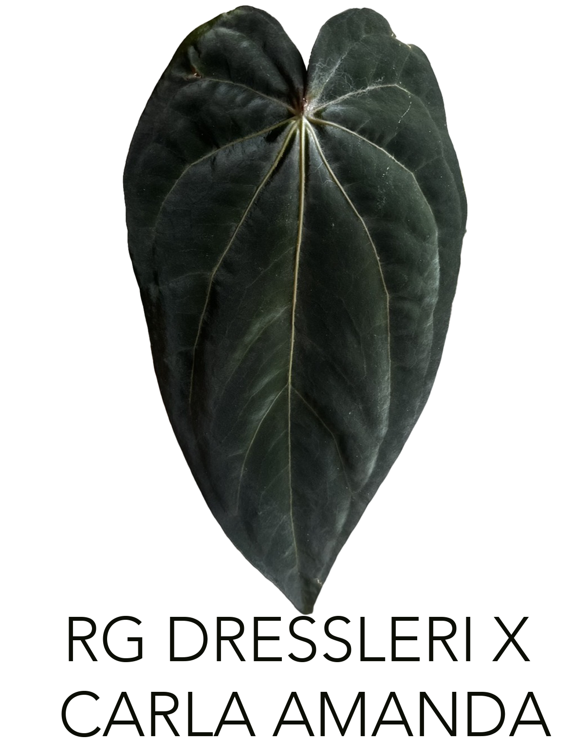 RG DRESS X CARLA AMANDA.png