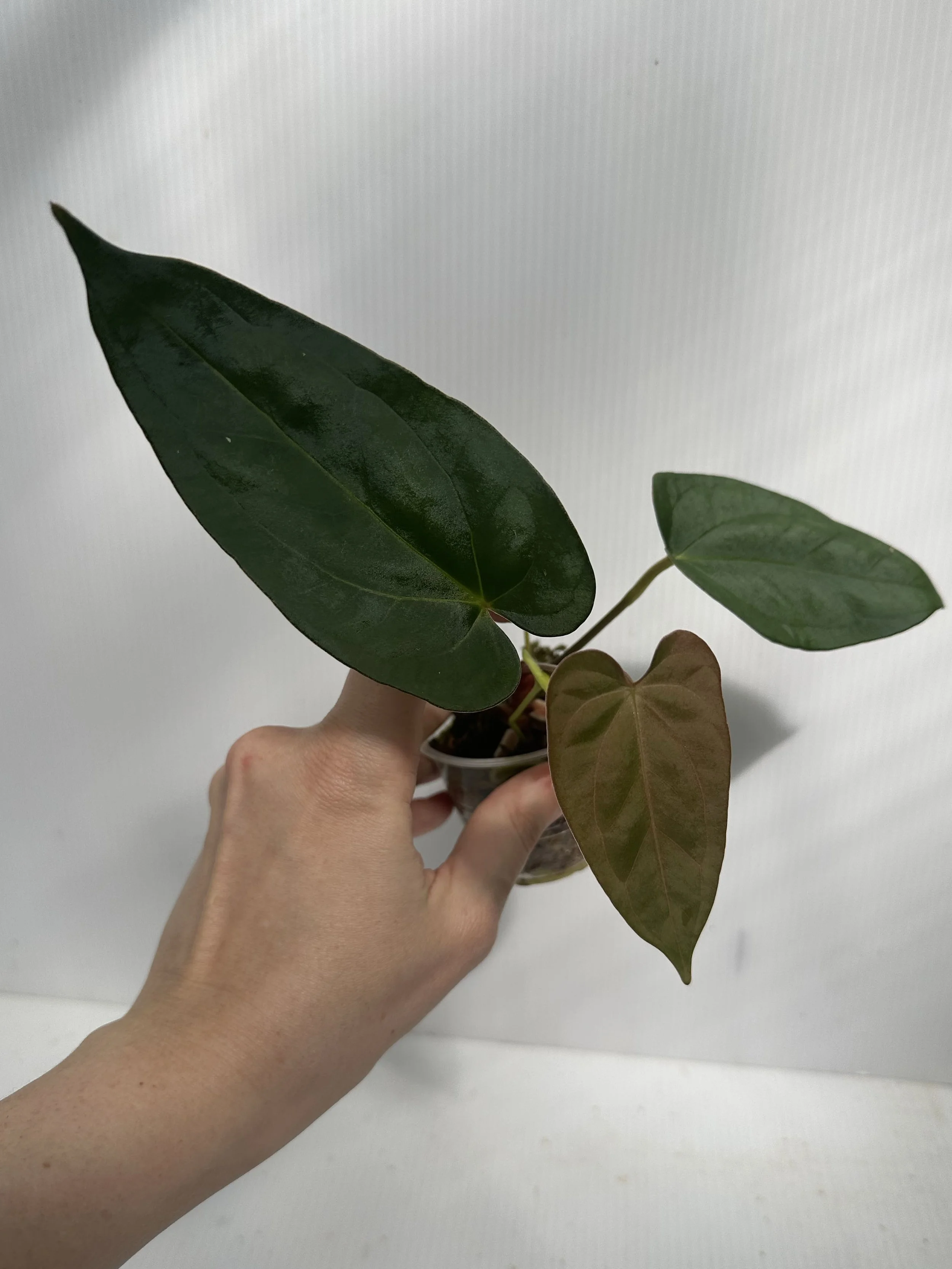 "Complexia" Seedling Exact Plant