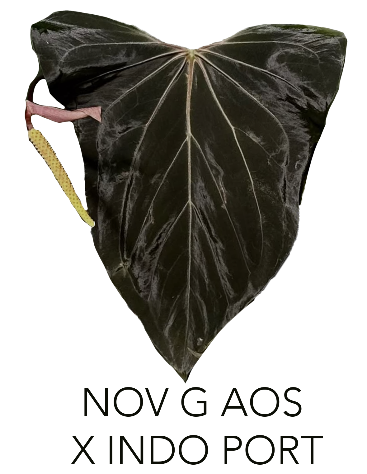 nov g aos x indo port transparent.png