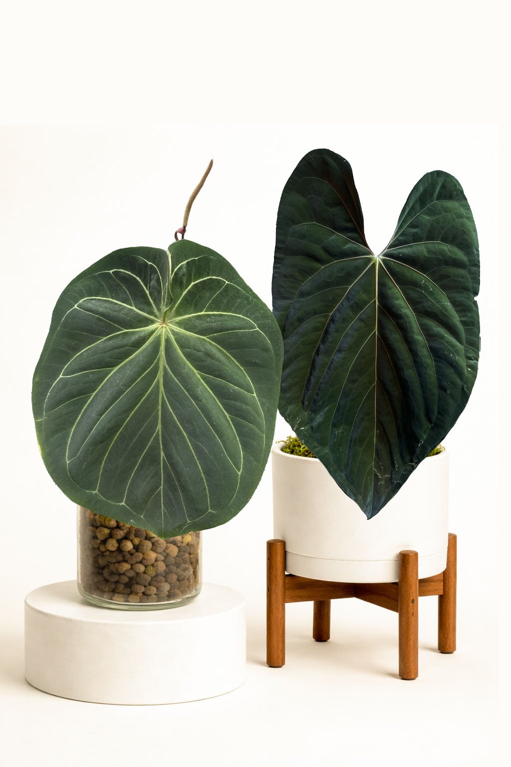 King of Spades x Papillilaminum Juvenile Plants