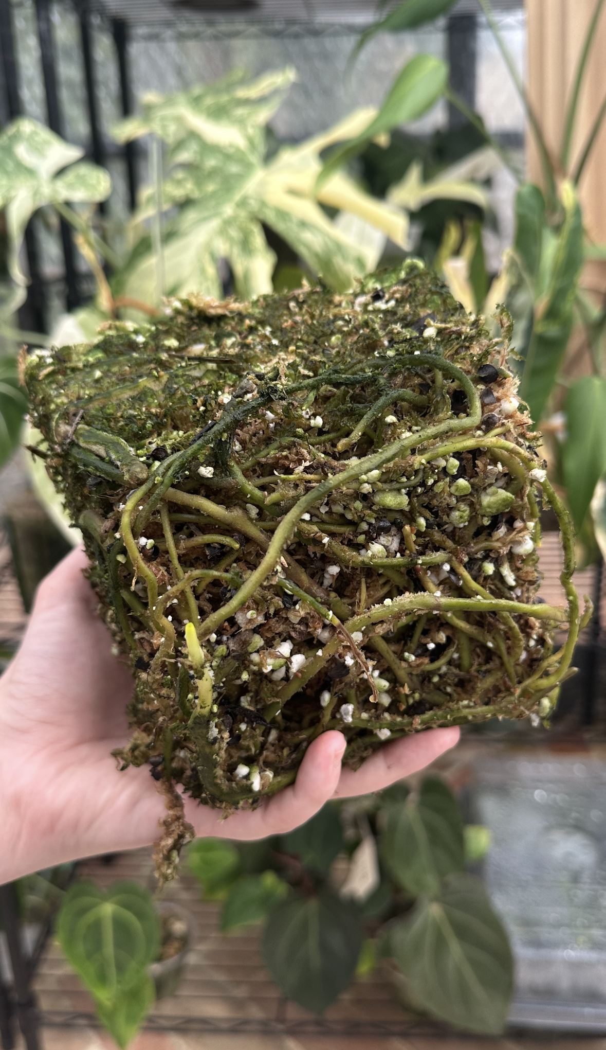 View recent photos 6.png